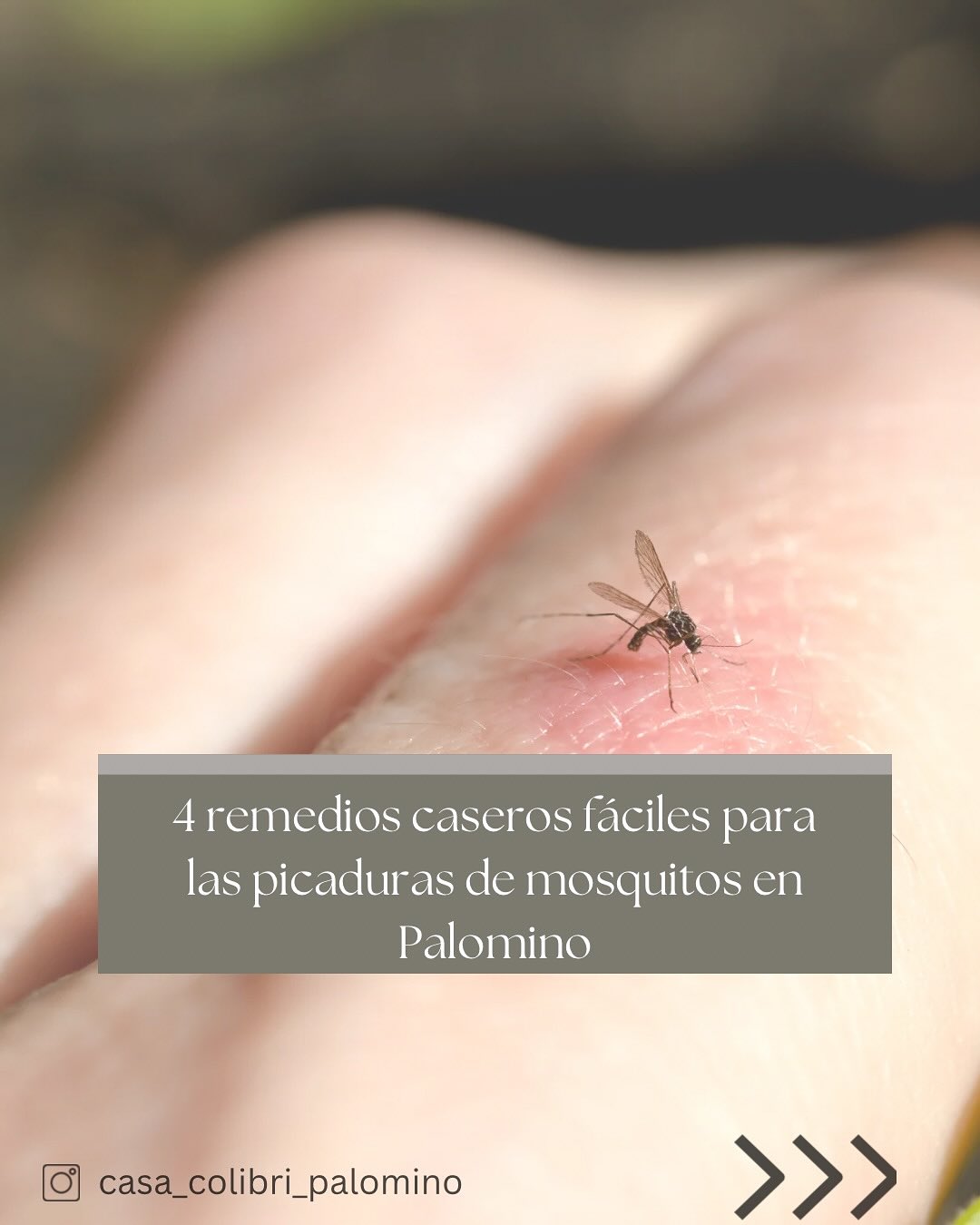 🦟✨🌿Descubre 4 remedios caseros sencillos para la picazón de las picaduras de mosquitos con ingredientes cotidianos aquí en La Guajira. Ideal para viajeros y locales. Guárdalo para tu próxima aventura en Coribeña.
#PicadurasDeMosquitos #RemediosCaseros #SanaciónNatural #ViajePalomino #LaGuajira #VidaEcológica #ColombiaTravel #AlivioPicaduras #VidaTropical #VibraCaribe #PielSana #SaludNatural #TipsParaLaSelva #VidaSostenible #ParaísoColombiano #casacolibripalomino #palominoguajira