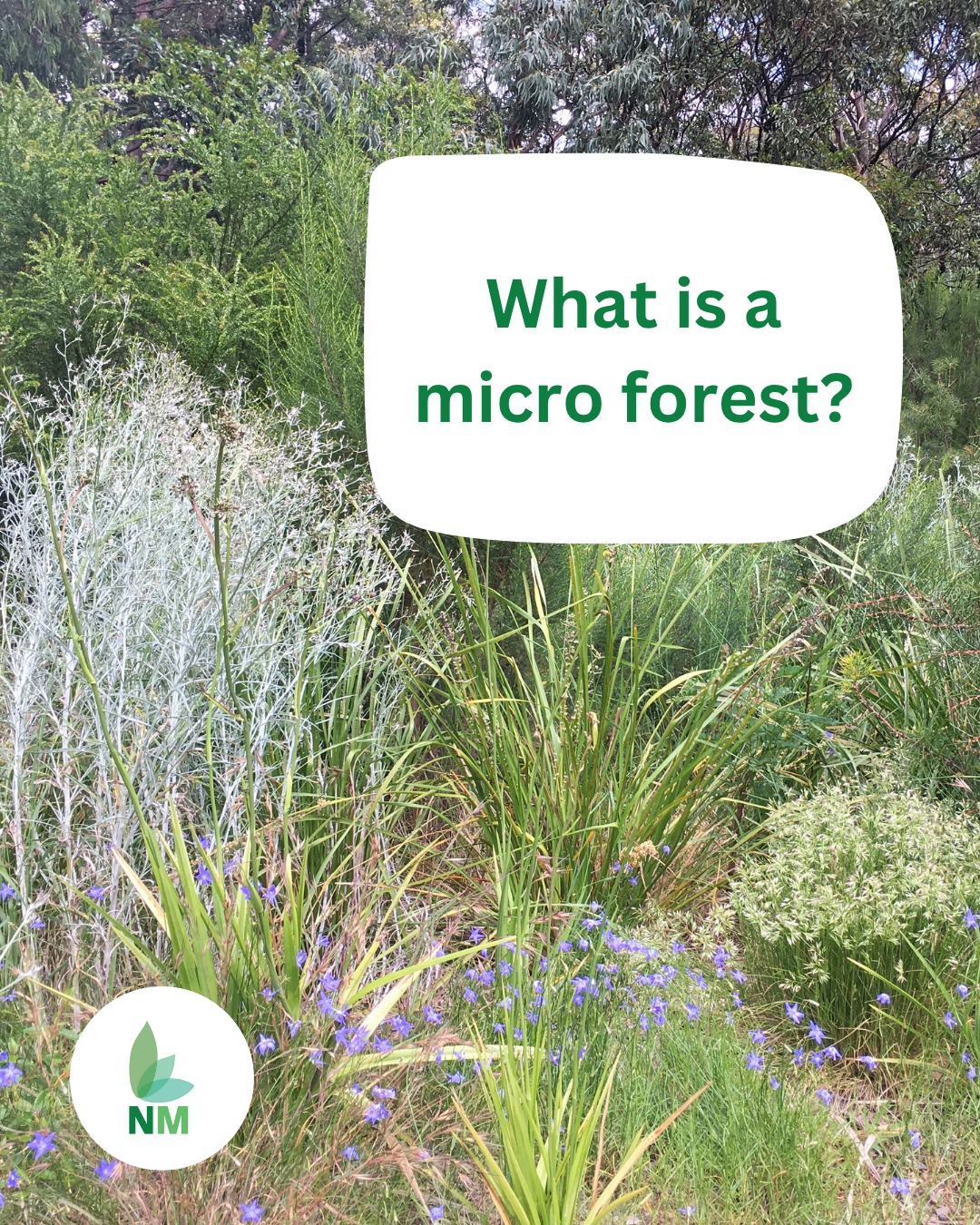 What’s a micro forest? It’s a dense, fast-growing patch of native plants, about the size of a tennis court, that cools the air, boosts biodiversity, and brings nature back to our cities.
The concept was developed in Japan in the 1970s by Akira Miyawaki, a Japanese botanist and plant ecologist, concerned with biodiversity loss particularly in the urban environment.
For a small and adaptable space, it can have a big impact. Learn more on our website: www.naturemakers.com.au
#MicroForests #UrbanGreening #NatureMakers #BiodiversityMatters #ClimateAction