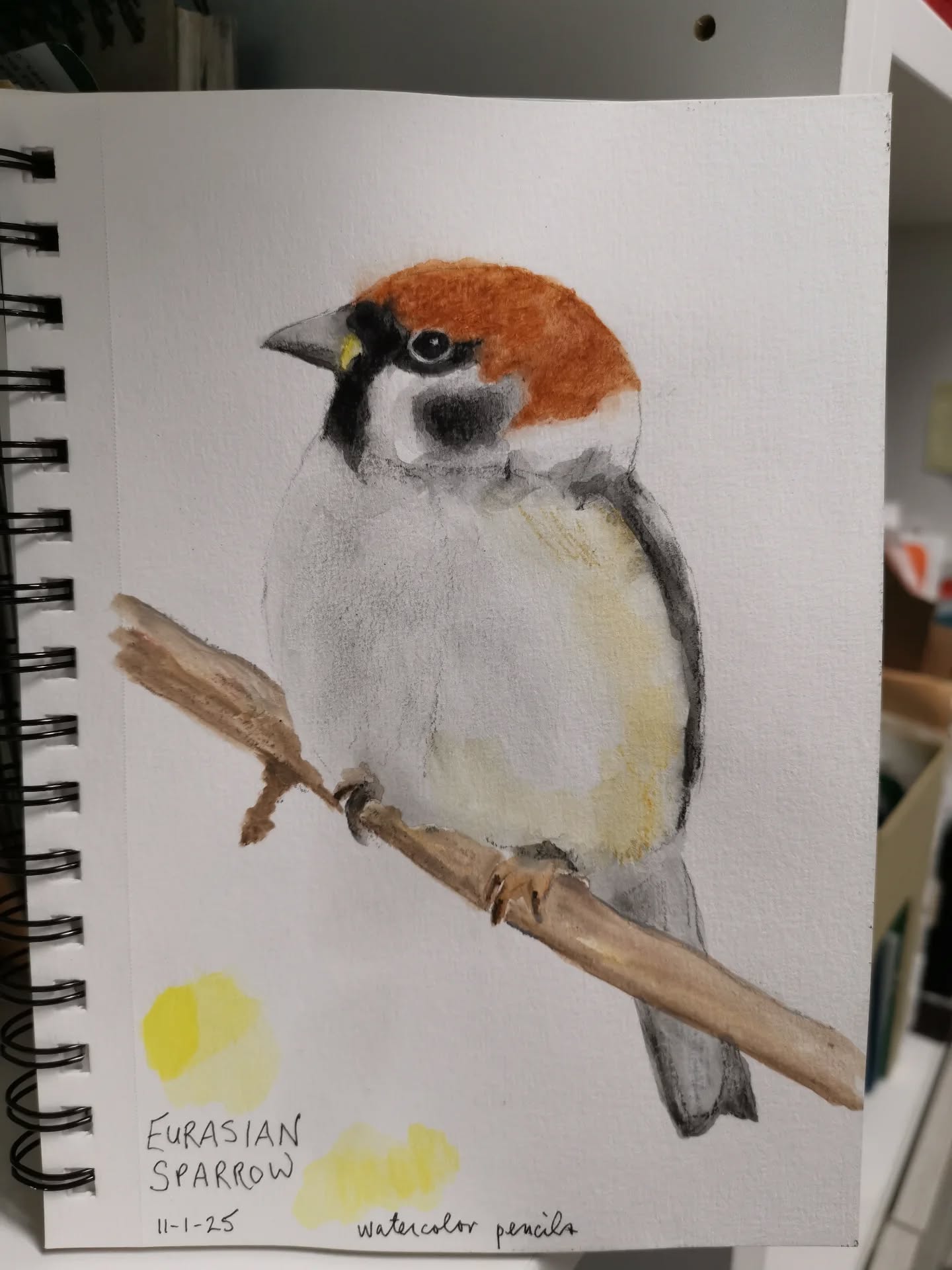 Next year I vow to paint more quickly!
Here I've redone my Eurasian sparrows with different media then what I used in birdtober. There is very little fussy detail. The other ones are beautiful, but they took way too long!
The first one is watercolor pencils, which I have very few. The next one is Faber castell Pitt pastel pencils blended with baby oil!
#ilovebirds #bird #birdartist #birdart #birddrawing #birdpainting #birdillustration #birdnerd #birbs
