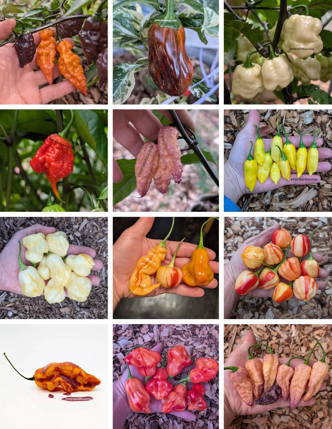 Go find a fun selection of seeds for your 2026 season!
•
•
•
#PepperBusiness #HotSauce #FermentedHotSauce #FreshPeppers #PortlandOregon #StJohnsFarmersMarket #PDXPeppers #ChiliPeppers #SpicySauce #ThePepperNursery #ArtisanHotSauce #FreshLocalPeppers #PortlandPeppers #PDXFoodies #PDXFarmersMarket #FarmToBottle #PepperFarm #FermentedPeppers #SpicyFoodLovers #PDXart #LocalHotSauce #PepperGrower #PortlandFarmersMarket #ChiliHeads #FarmersMarketFinds #PDXSpicy