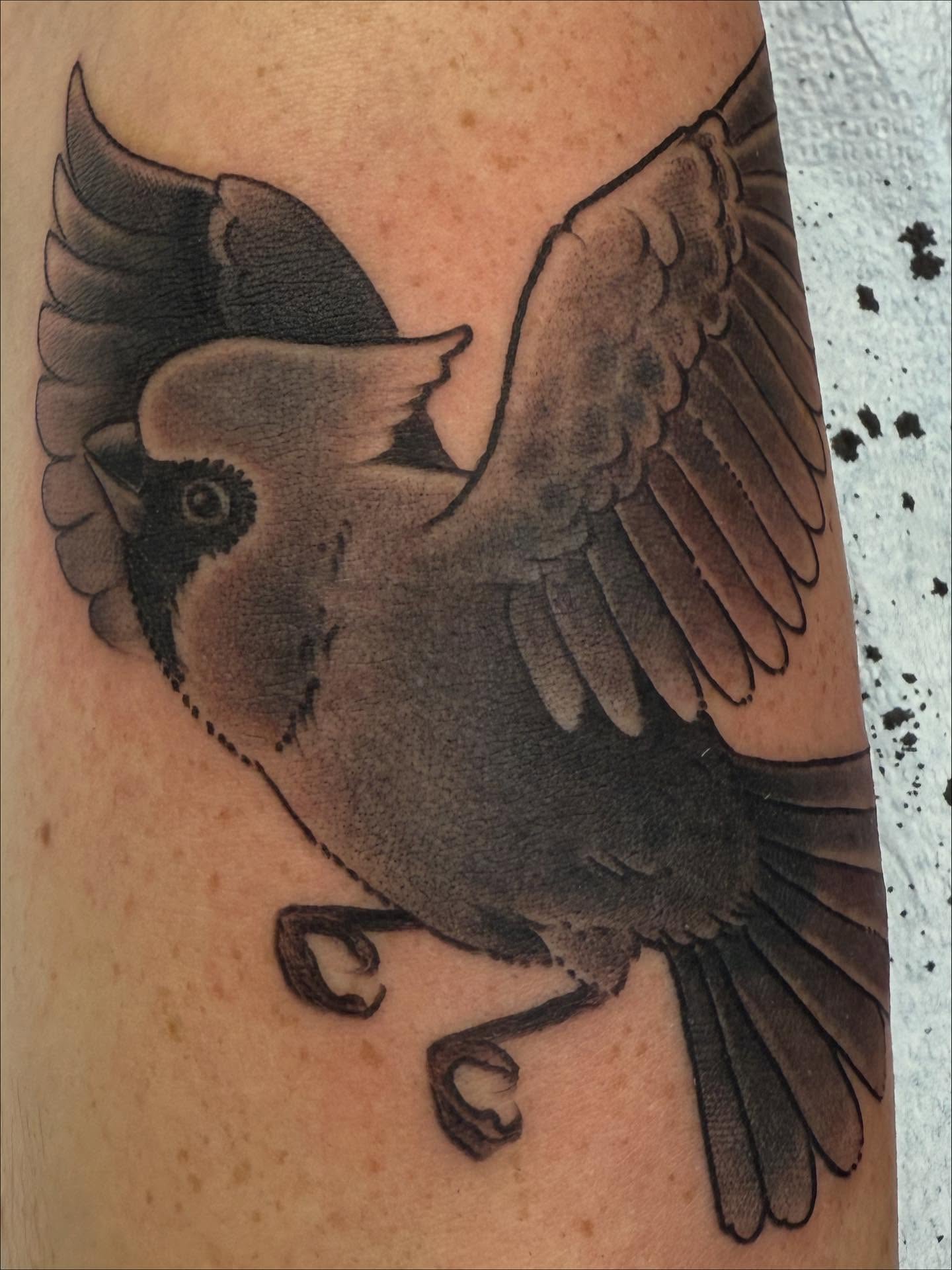 Got to do this super fun cardinal as a young man’s first tattoo this morning. Always good times!