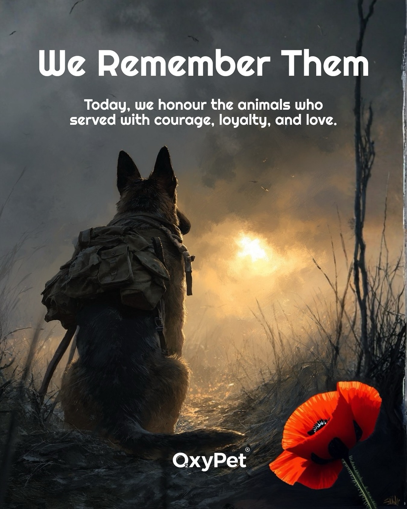 Today, we pause to remember them all...
Not only the people who served, but the dogs, horses, pigeons, and countless animals who stood beside them. ❤️
#LestWeForget #RemembranceDay #AnimalsOfWar #OxyPetCommunity #MoreOxygenMoreLife