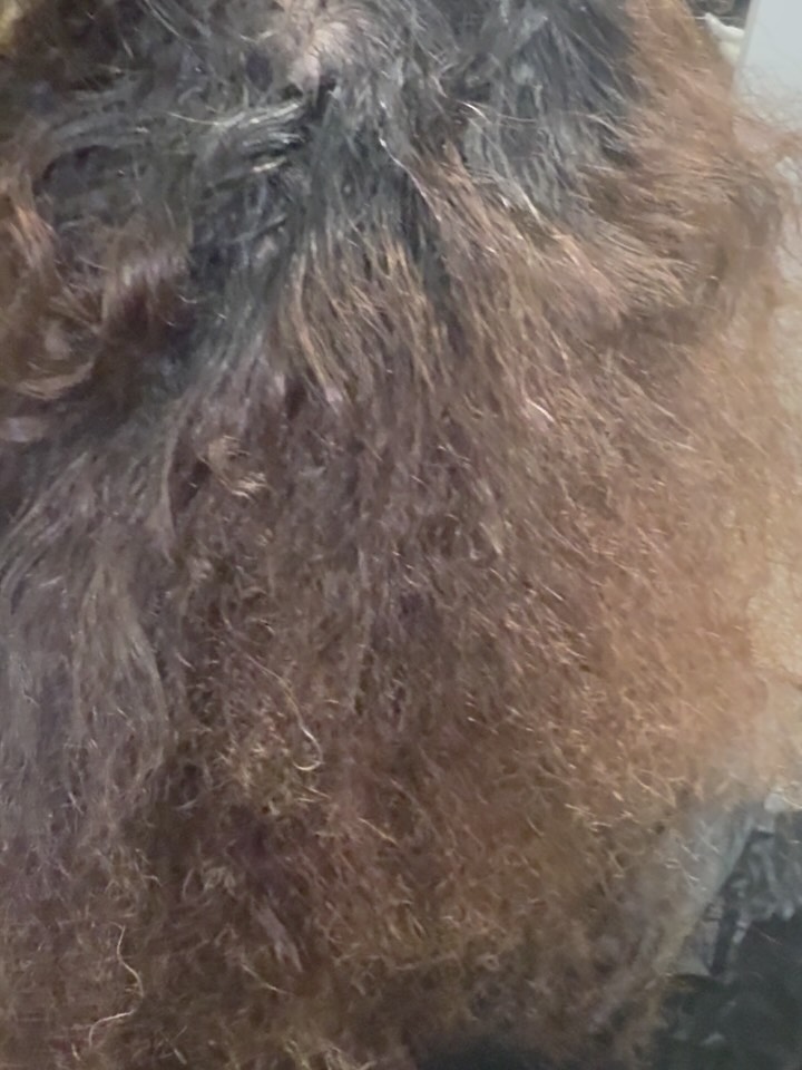 Details: The Client booked a color service and versatile sew in
-3 22-24 inch
-Custom Colored Bundles
-Natural Hair Color Corrected and Lifted without the use of bleach. Took her roots and mid shaft from a level 2/3 to a 7/8
-
Upstagelifestyle.com
#brooklynhairstylist #queenshairstylist #longislandhairstylist #nychairstylist #nychairsupplier #longislandhairsupplier #wigsupplier #westhempsteadhairstylist #westhempsteadhair #elmonthairstylist #exit13