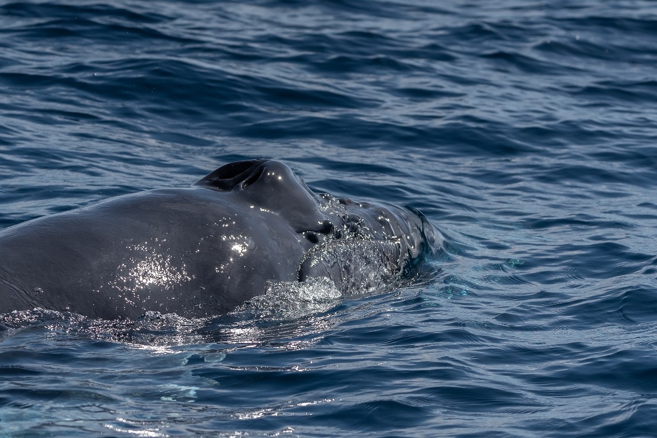 ¿Alguna vez te has preguntado cómo respiran las ballenas jorobadas o de dónde vienen esos sonidos tan impresionantes? 🐋💨
En la parte superior de su cabeza tienen el espiráculo, una abertura que funciona como sus fosas nasales. Por ahí entra el aire y llena el saco laríngeo, un órgano que vibra y produce las ondas de sonido emitidas desde la cabeza.
¿Ya sabías esto? 👃🏼
— ENG —
Have you ever wondered how humpback whales breathe or where those impressive sounds come from? 🐋💨
At the top of their heads, they have a blowhole, an opening that functions as their nostrils. Air enters through this opening and fills the laryngeal sac, an organ that vibrates and produces the sound waves emitted from the head.
Did you know this? 👃🏼
-
-
-
-
-
#ballenajorobada #proyectocetaceo #vidamarina #oceanlife #whale #whalewatching #whalesofinstagram #cetaceans #marinelife #marinescience #wildlifephotography #oceanlover #underwaterworld #naturelovers #whaleconservation #oceanconservation #loscaboswildlife #whalefacts #saveouroceans #marinebiology #noalproyectosaguaro #savewhales #loscabos2026 #visitloscabos2026 #cabo2026 ballena jorobada, respiración de ballenas, espiráculo, saco laríngeo, vida marina, océano, cetáceos, los cabos, avistamiento de ballenas, conservación marina, comunicación de ballenas, biología marina, especies marinas, educación ambiental