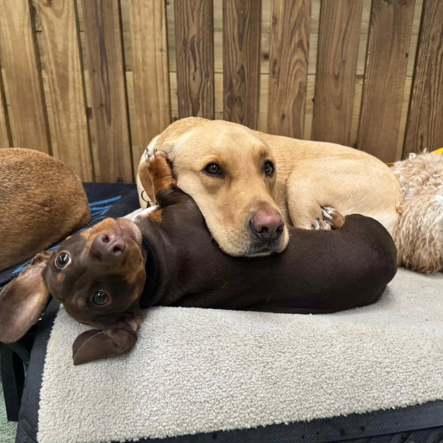 Friends at Doggy Daycare 🐕 ❤️