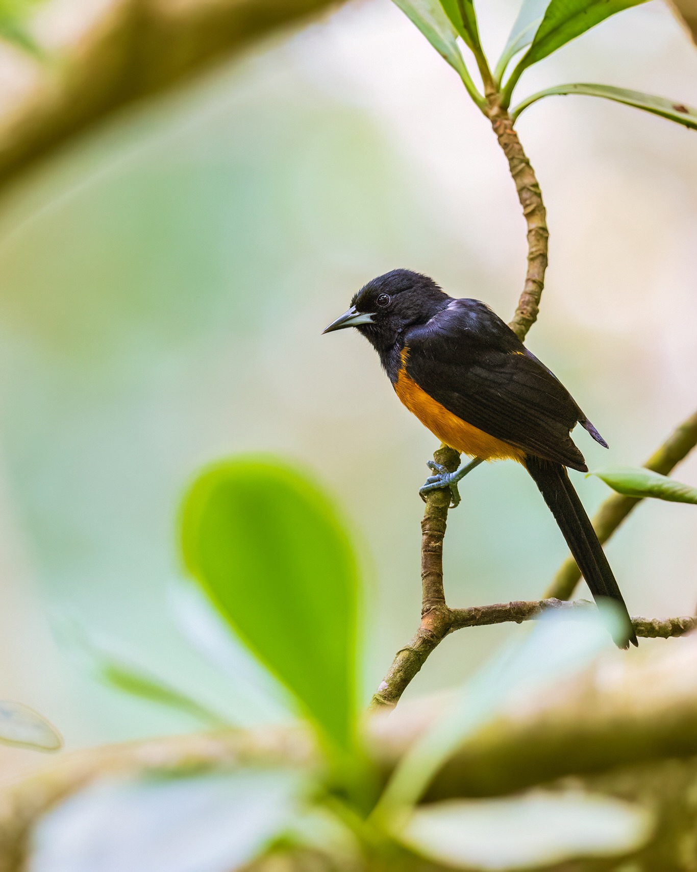 So many reasons to keep the peace.
☆
Montserrat Oriole
☆
#birdman #birdstagram #montserrat #planetbirds #breedingbirds #birdsofthelesserantilles #nuts_about_birds #bird_brilliance #feather_perfection #Kings_birds #your_best_birds #bestbirdshots #eye_spy_birds #best_birds_of_ig #birds_captures #ip_birds #best_birds_of_world #nature_worldwide_birds #1birdshot
#birdfreaks #birds_perfection #birdyourworld #ptk_birds_animals #birds_illife #animalelite #best_birds_planet #best_birds_of_world #raw_birds #your_bird_capture #montserratoriole