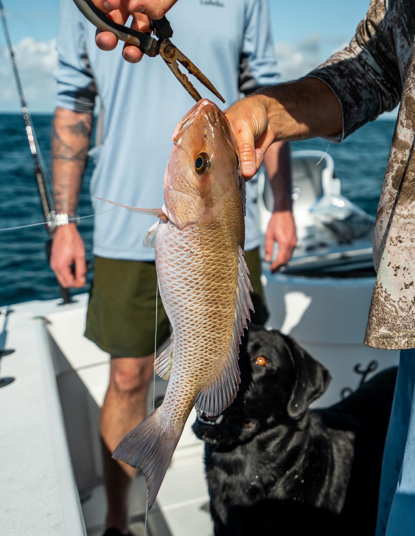 One of the best eating fish that swims And my personal favorite!!!
THE MANGROVE SNAPPER!!!
#luckystrikefishingcharter #Naplesfishing #naplescharterfishing #naplesfishingcharters #naplesinshorefishing #naplesfishing #swflfishing #floridafishing #suzukioutboards #Inshorefishing #naplesfishingboat #naplesfishingboat #offshorefishing #onslowbay #onslowbayboatworks #onslowbayboats #onslowbay33 #rhodan #rhodanmarine #realtree #realtreefishing #quantumfishing #luckystrikelivin #luckystrike #saltyhull #33onslowbay #gulfofamerica