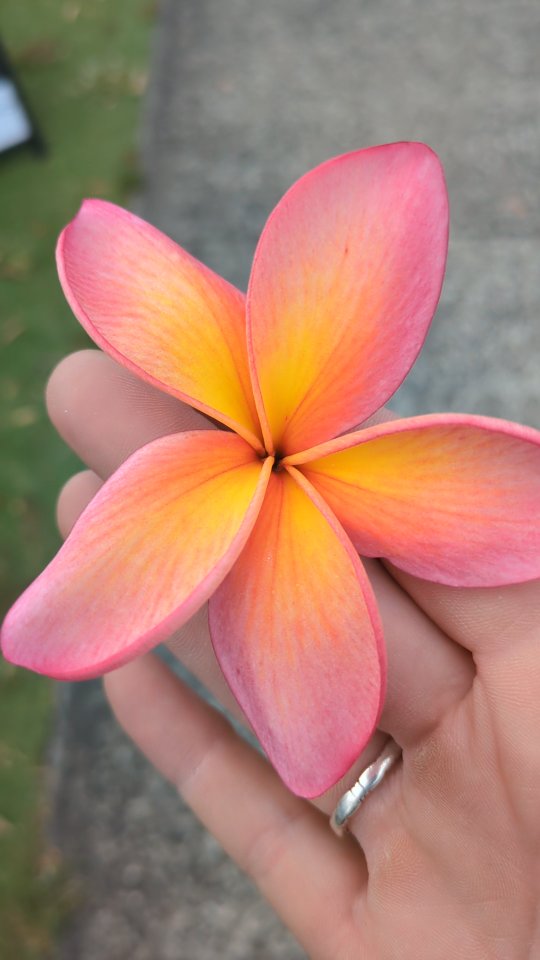 What do you mean 2026 is almost here?! We've only just got use to saying 2025!
We are head down, busy working towards the end of year. ✨❤️
#knotsandgrains #GoldCoastWoodwork #ReclaimedWood #CustomWoodwork #HandmadeGoldCoast #RusticDesign #BuiltNotBought #AussieMade #CraftedWithCare #YearEndHustle #WorkshopLife