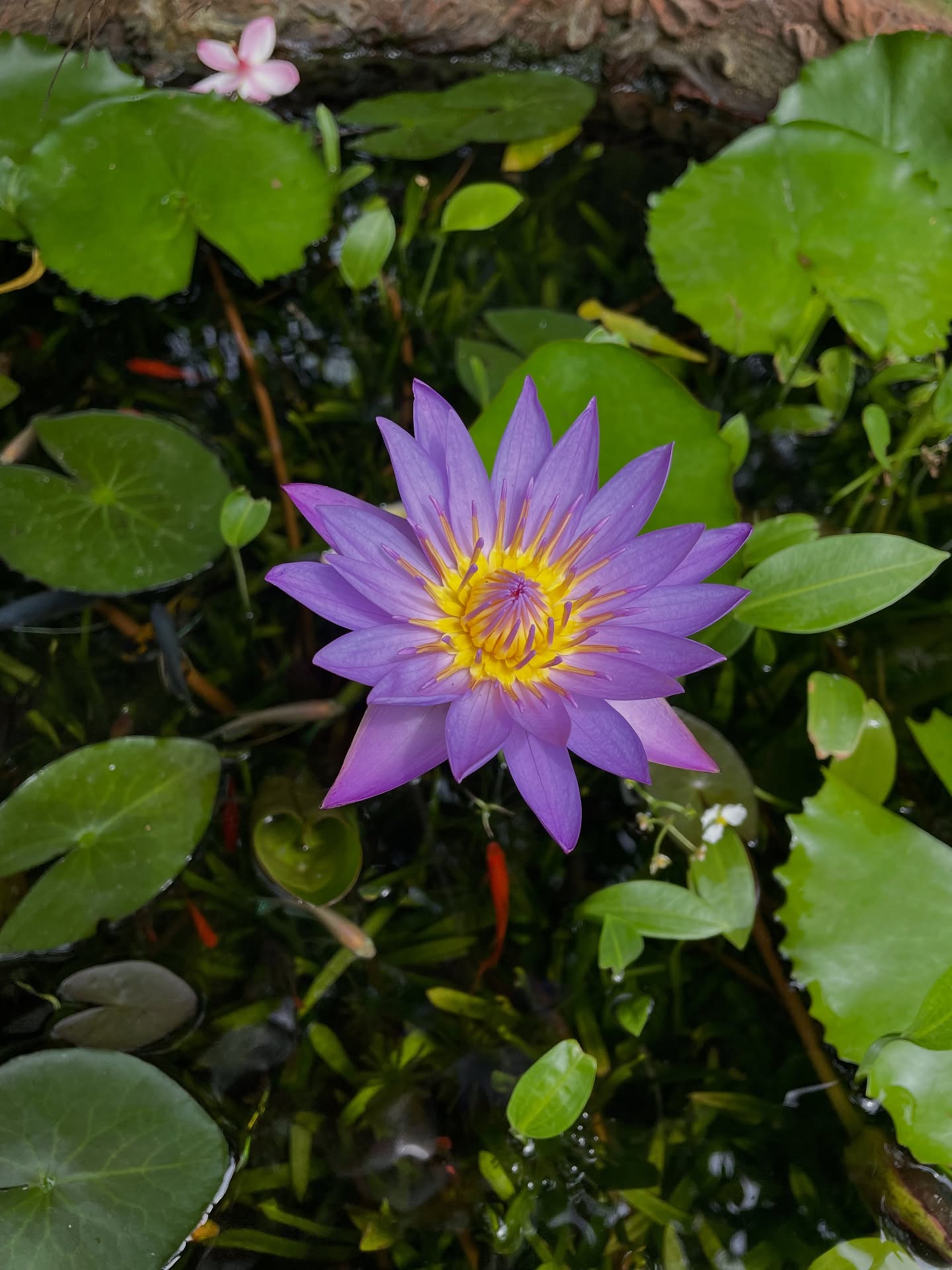 Be like a flower — effortless, radiant, real. 🪷
~
~
~
#flowery #blooming #lotus #srilanka