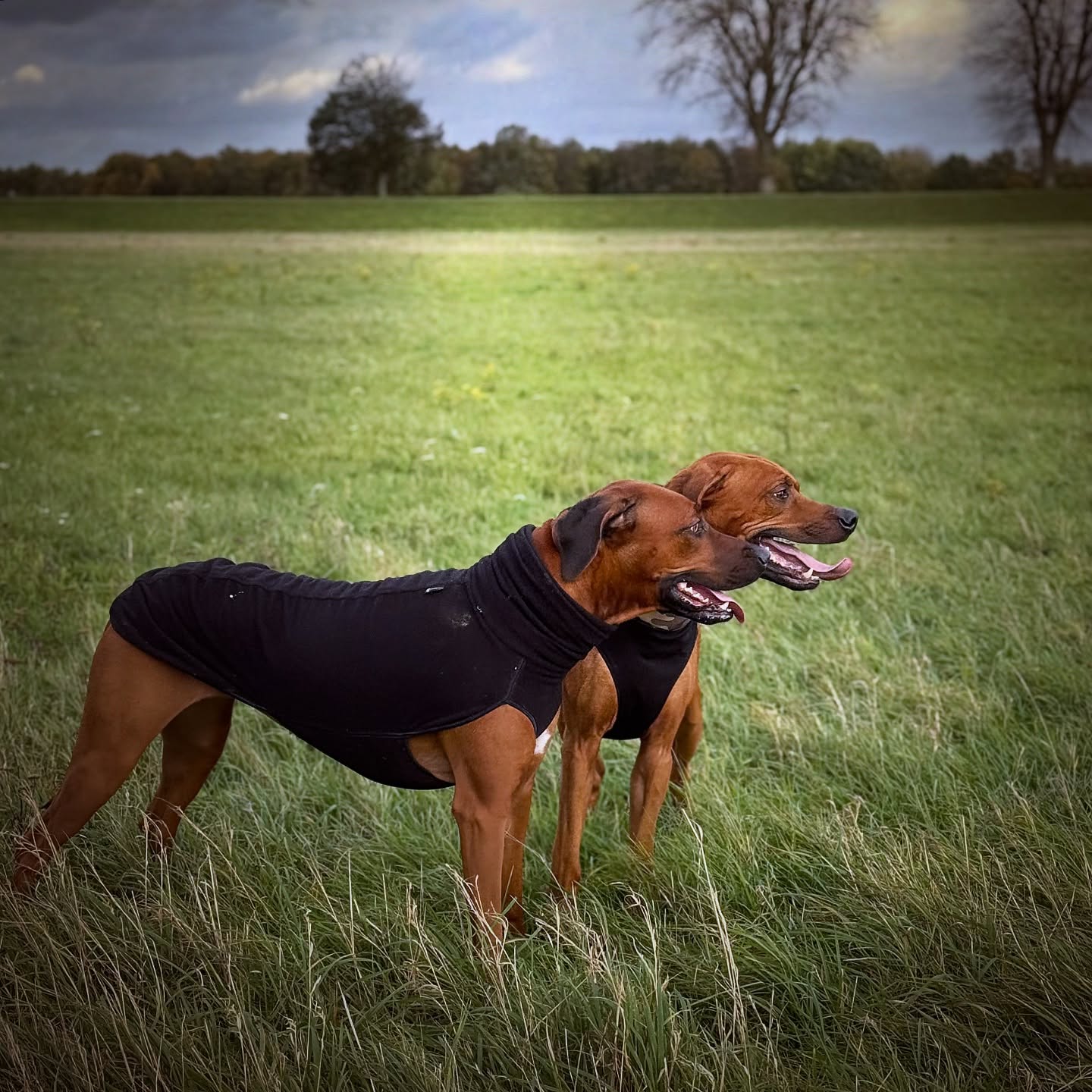 Eine Wiese, unendlich viel Energie – bis selbst der Wind eine Pause braucht. 🌬️🐾
Mina & Chance genießen den Moment nach dem Sturm. 💚
.
#Freundschaft #HundeLiebe #ridgebacklove #Ridgebacks #HappyDogs #rhodesianridgeback