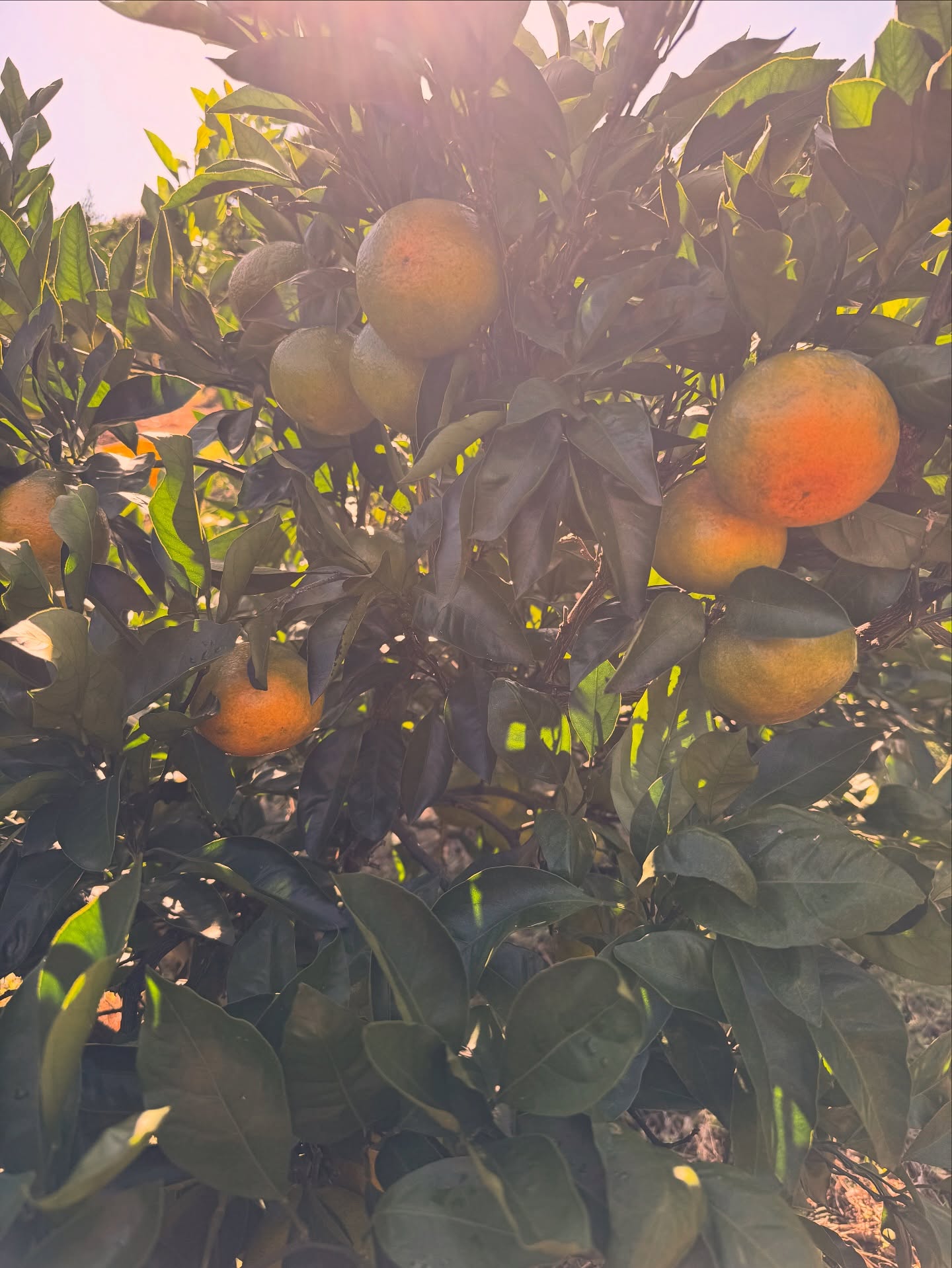 Day 12: Mikans, or mandarin oranges, are my fave when they’re juicy and sweet- and there are no seeds. They’re refreshing and delicious! My mouth is watering 🤤 🍊 🌳
#mandarinorange #mikan #november #daytwelve #thankful #gratitude #thankfulchallenge #blog #tasteoflife #みかん