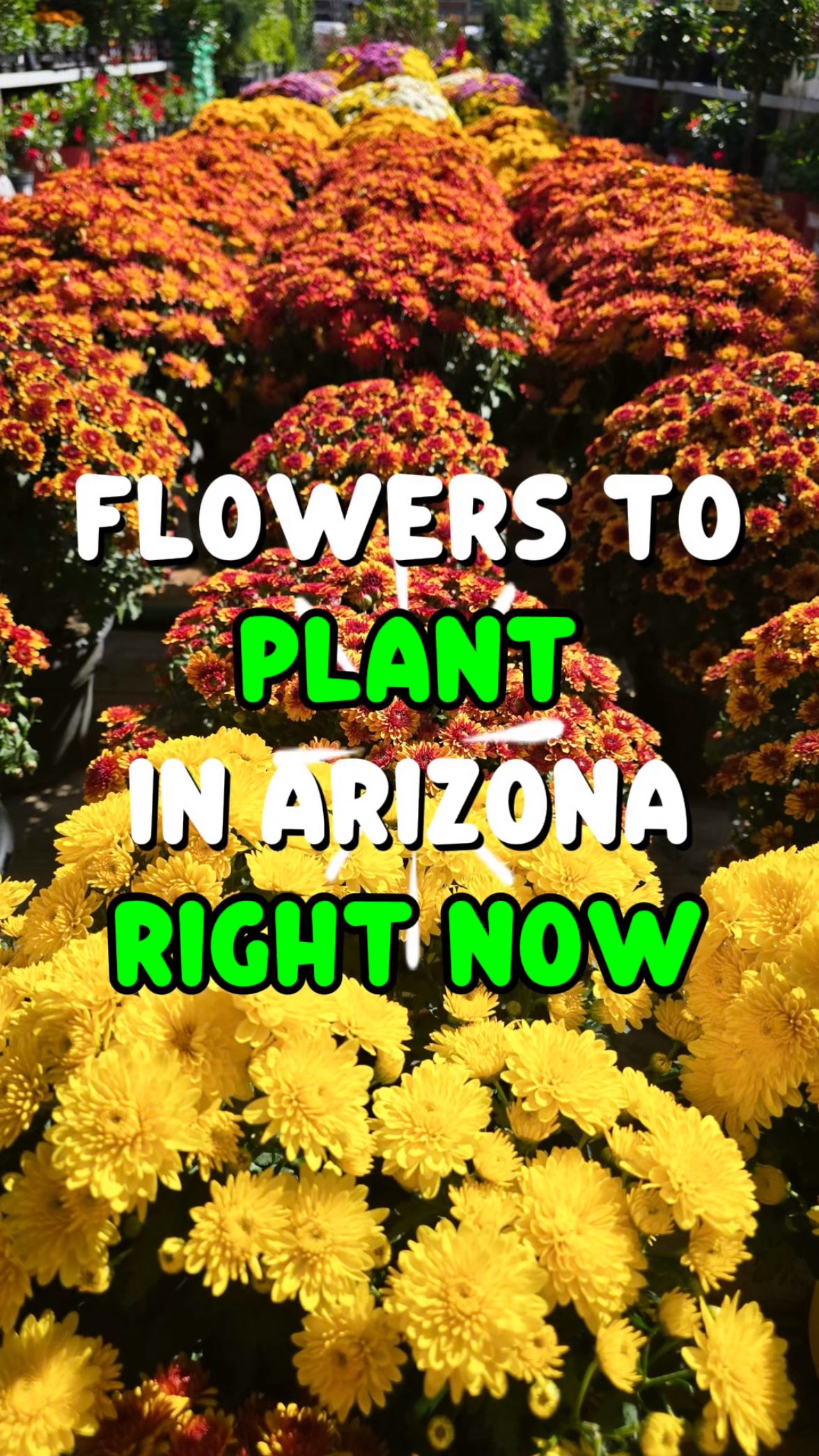 What are you planting this season? 🌼🌹💐 #arizona #landscape #landscaping #garden #flowers #flowerstagram #landscapedesign #arizonalandscaping #happy