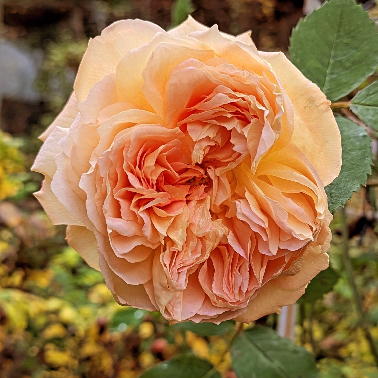 Autumn rose. Bathsheba by #davidaustin #davidaustinrose #gardeningtoday #gooutdoors #gardening #roses🌹 #englishgarden #englishroses