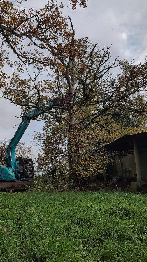 Mechanical dismantle of an Oak riddled with Ganoderma 🍄🌳
@voschequipment
@rcfengineering
#treework #treeremoval #treecontracting #treesafetyworks #hampshiretreesurgeon #andovertreesurgeon #winchestertreesurgeon #salisburytreesurgeon #wiltshiretreesurgeon #berkshiretreesurgeon #treesurgeon
