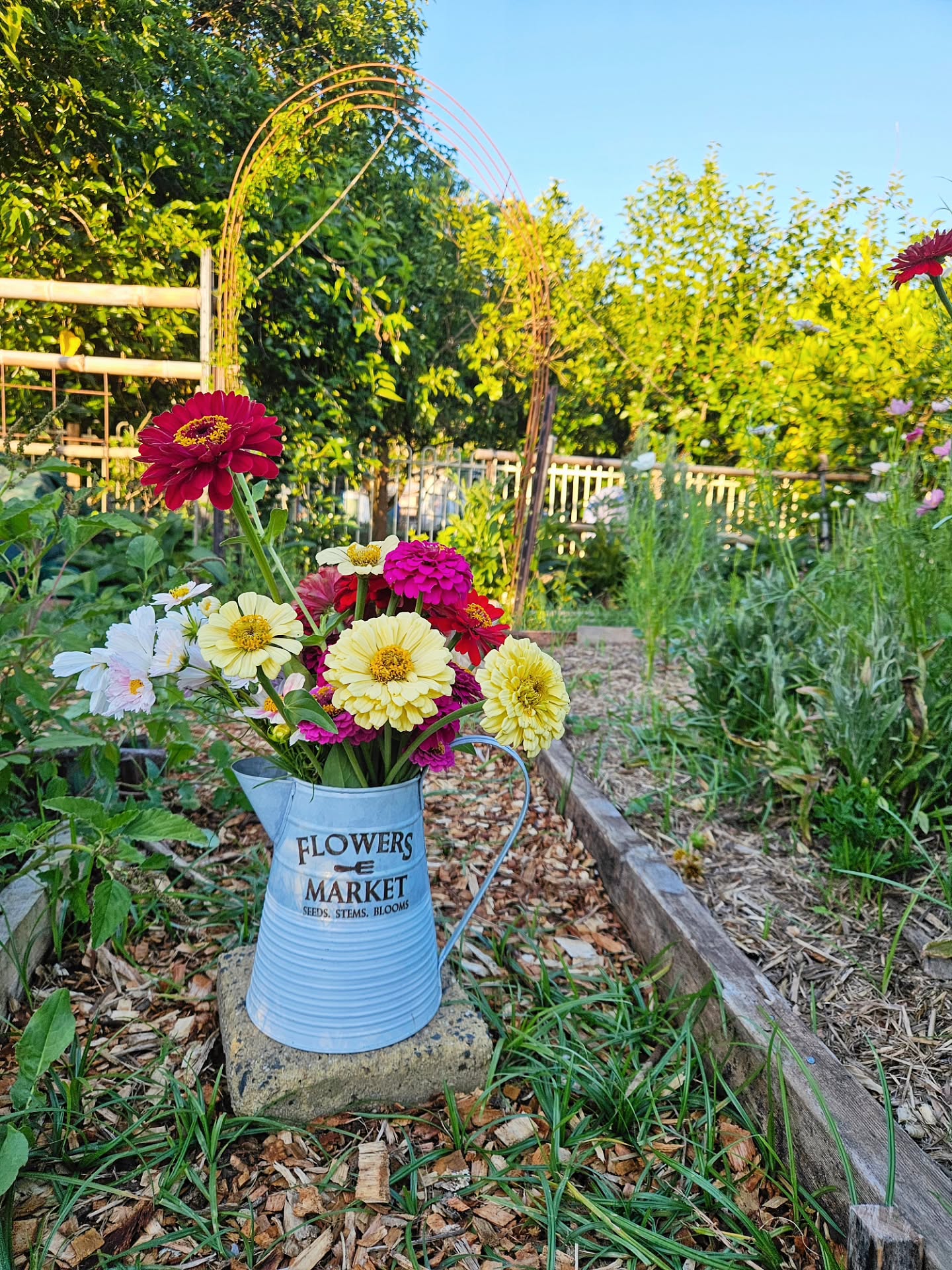 Freshly harvested Zinnias, Roses and Cosmos.
🌸🌸🌸
A beautiful morning in the flower plot.