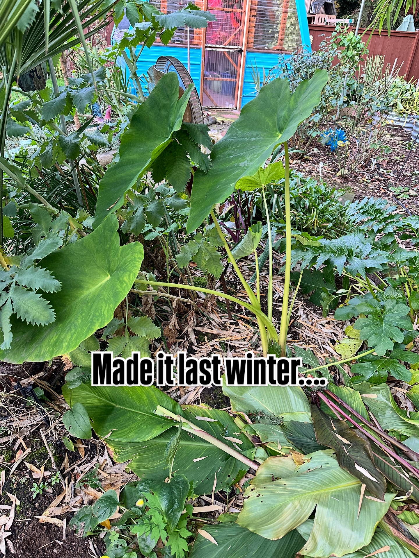 Forgot to lift this elephant ear last winter and it returned…..not chancing another mild winter so off to the greenhouse she goes.
I’ve had good success either potting them up like shown here and storing in the greenhouse as well as removing the soil and storing in peat moss in a bin on the bottom shelf in the greenhouse …
I’ve also broken off little pups and grown them over the winter on a windowsill in the house.
What method have you had the best luck with?
#colocasia #elephantear #winterready #gardening #zone8b