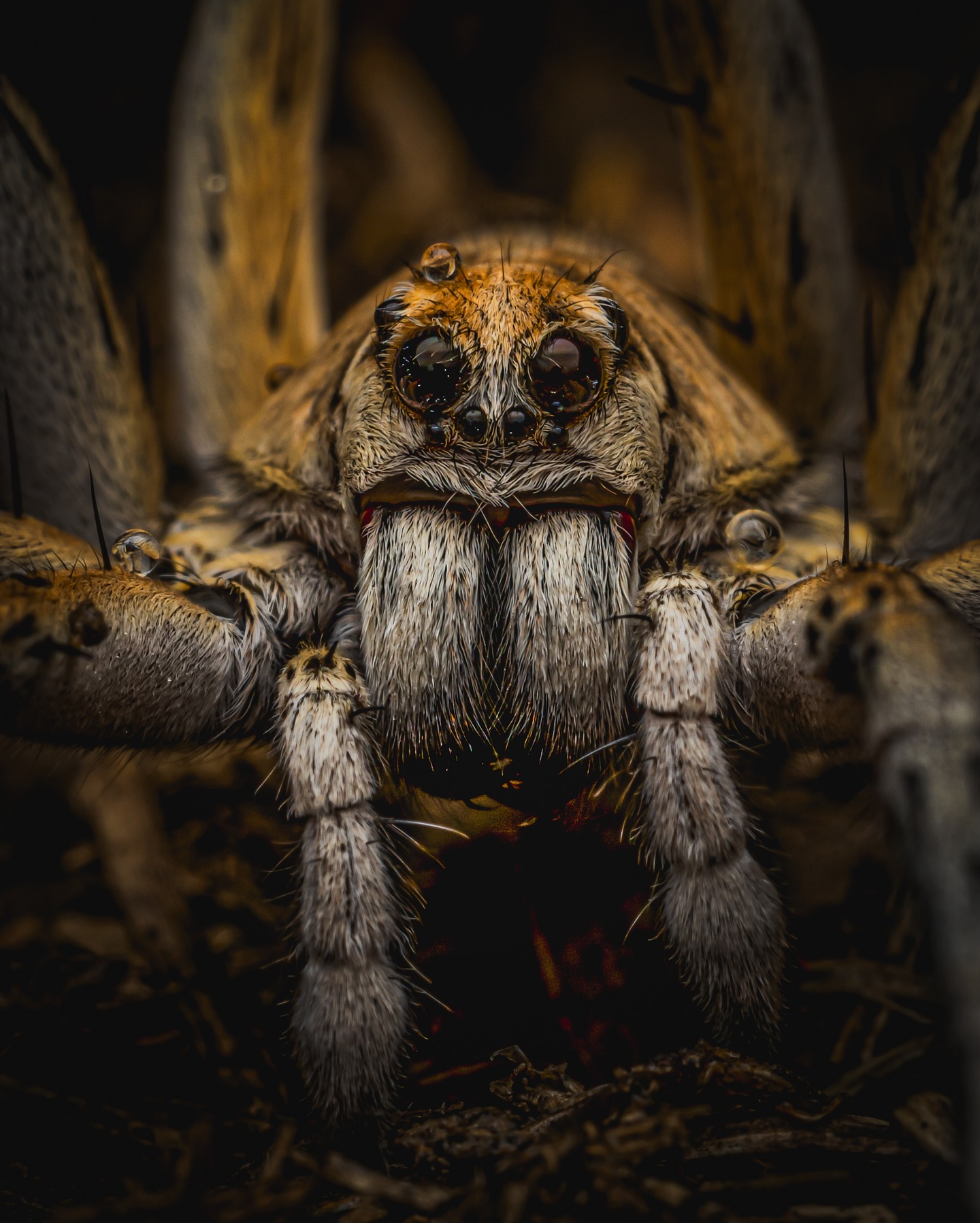 Spidey Friday.
The weekend is almost here!!
#AusGeo #ausgeoyourshot #spiders #spidersofinstagram #spider #wolfspider #arachnids #arachnidsofinstagram #cygnustechdiffuser @canonanz #canonr5markⅱ
