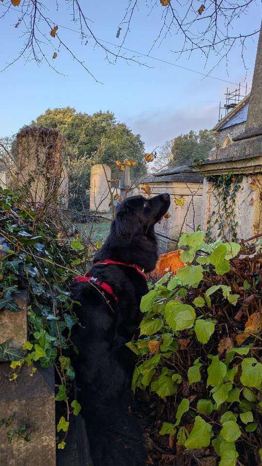 Esme is the biggest girls girl.
While I'm working tirelessly trying to help her through her reactivity, little moments like this reminds me why the reactivity is there in the first place. Entitled people thinking they have the right to access me and my dog, given NO invitation or encouragement.
#bigdogprivilege #reactivedog #dogtrainer #whitemaleprivilege