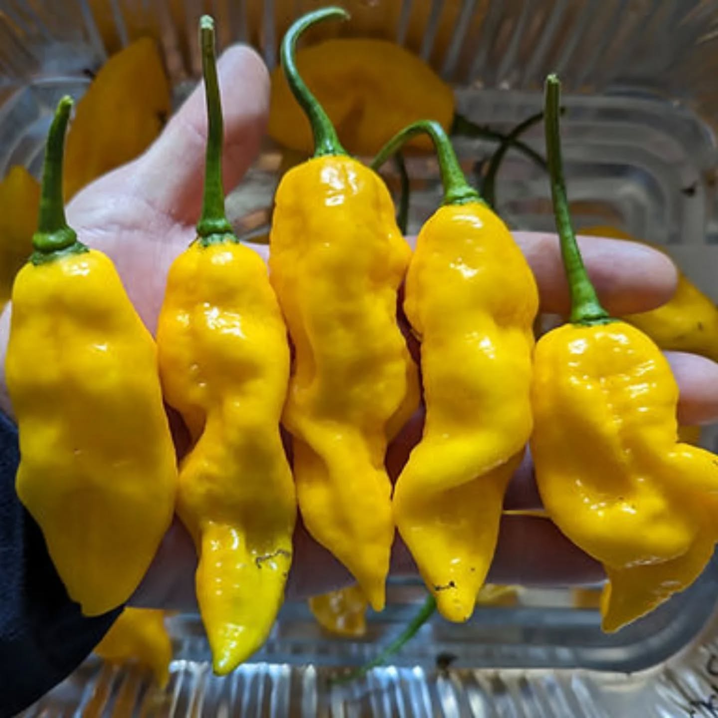 Pineapple Ghost. Large plants with great yields of large yellow ghost peppers. Find seeds in our shop 🤘