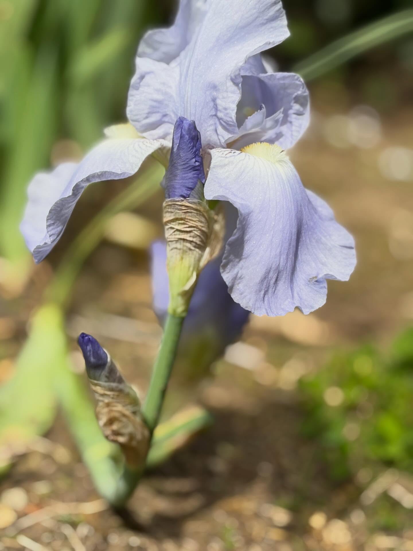 The many faces of the Iris aka Fleur-de-Lis
