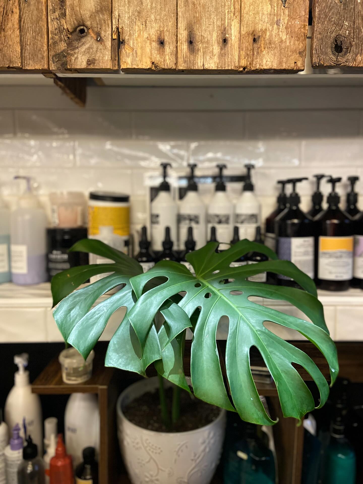 Our backbar is full of life 🪴
.
.
.
#backbar #salonbackbar #shampooing #conditioningtreatments #sinkcity #davinessalon #oribesalon #cultandking #monstera #splitleafphilodendron #westernmass #northamptonma