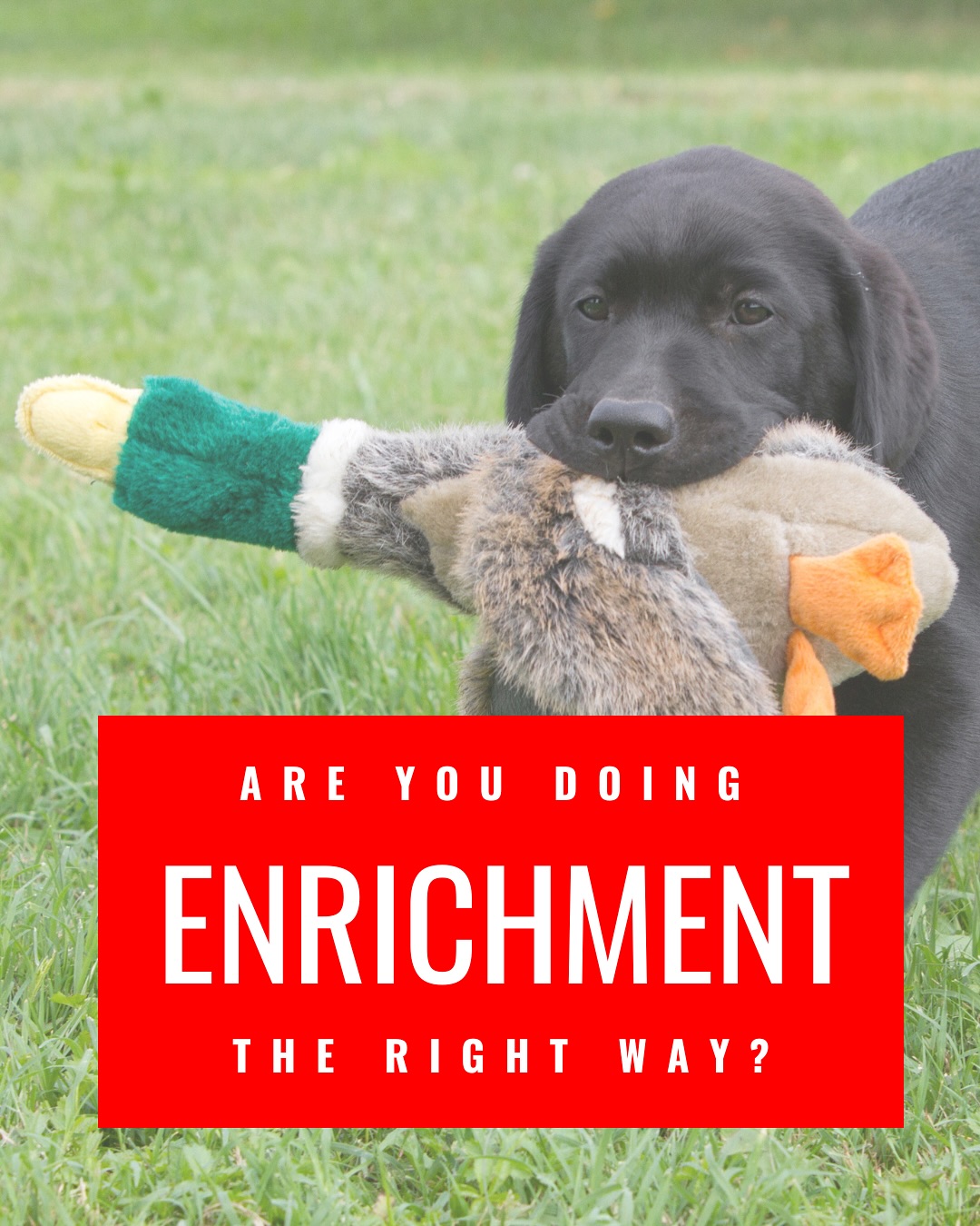 Enrichment has been a buzzword in the dog world for a while now. But are you doing it right for your dog?
There is a sea of food puzzles and snuffle mats at pet stores.
But the right enrichment for your dog might not be available on Amazon!
•
•
•
#dogenrichment #enrichmentfordogs #learnsomethingnew