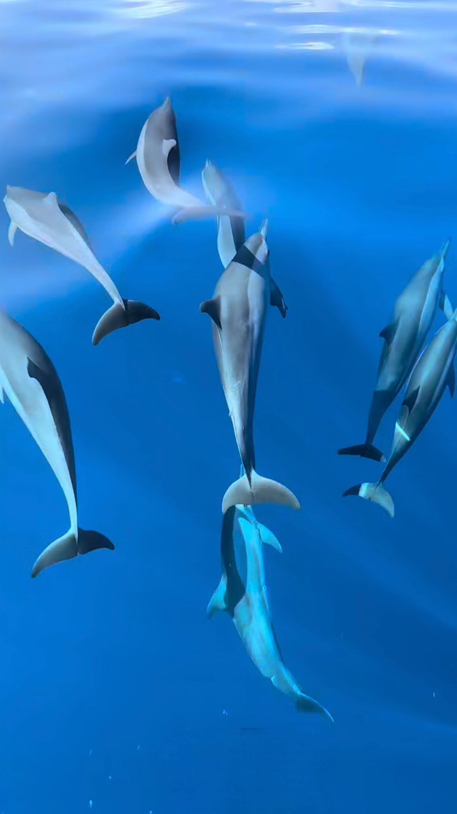 🇬🇧 Autumn magic on the sea! Yesterday we were lucky to meet a big family of dolphins swimming freely in the crystal waters of Palermo. Moments like these make every tour unforgettable! 💙
🇮🇹 Magia d’autunno sul mare! Ieri abbiamo avuto la fortuna di incontrare una grande famiglia di delfini che nuotava libera nelle acque cristalline di Palermo. Momenti così rendono ogni tour indimenticabile! 💙
#SicilyBlueDream #Dolphins #DolphinWatching #SeaAdventure #NatureLovers