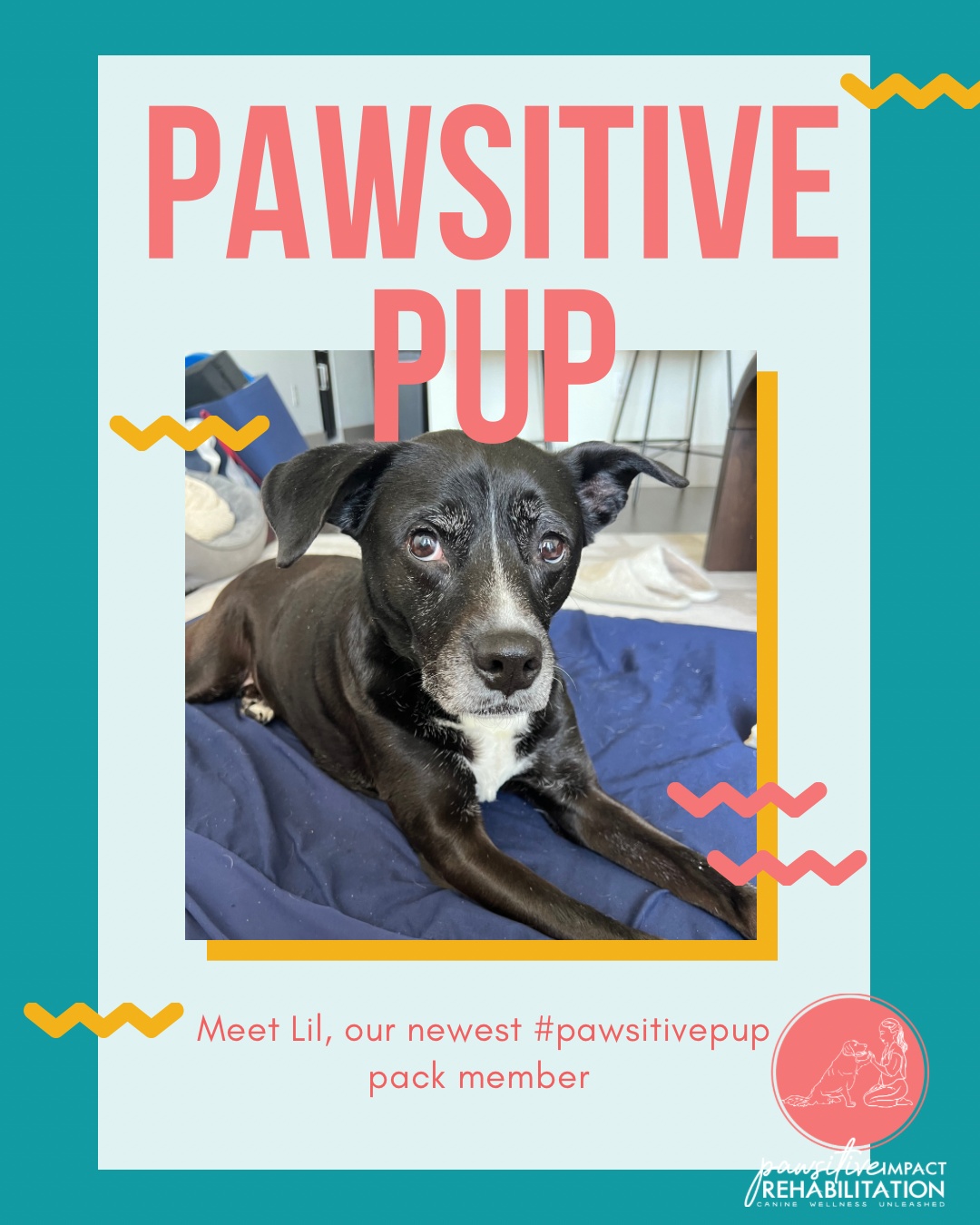 💜 Welcome, Lil! 💜
This sweet and sassy 9-year-old senior has joined us at Pawsitive Impact Rehabilitation after a CCL injury. She’s pursuing conservative management and already showing us that age is just a number when you’ve got spirit! 💪🐾