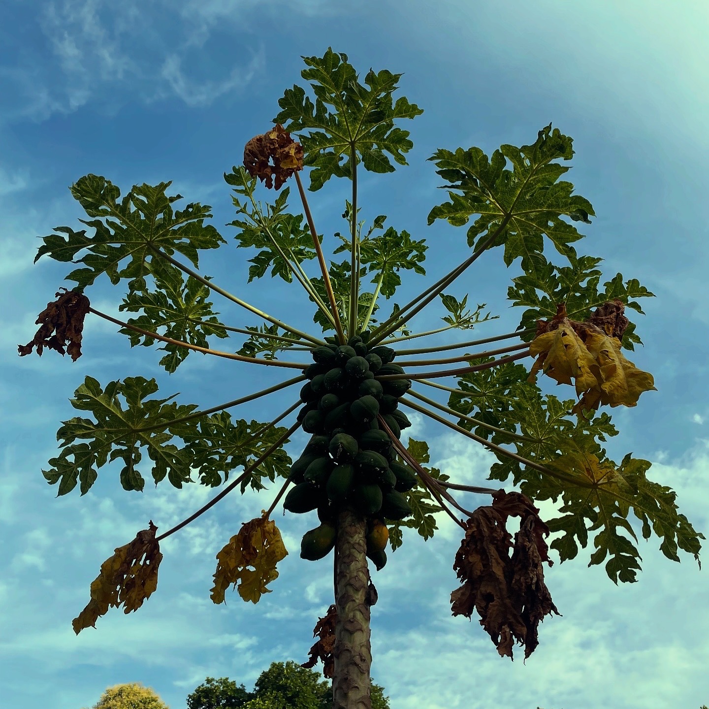 Papaya bb
~
~
~
#papaya #fruity #colombo #Srilanka