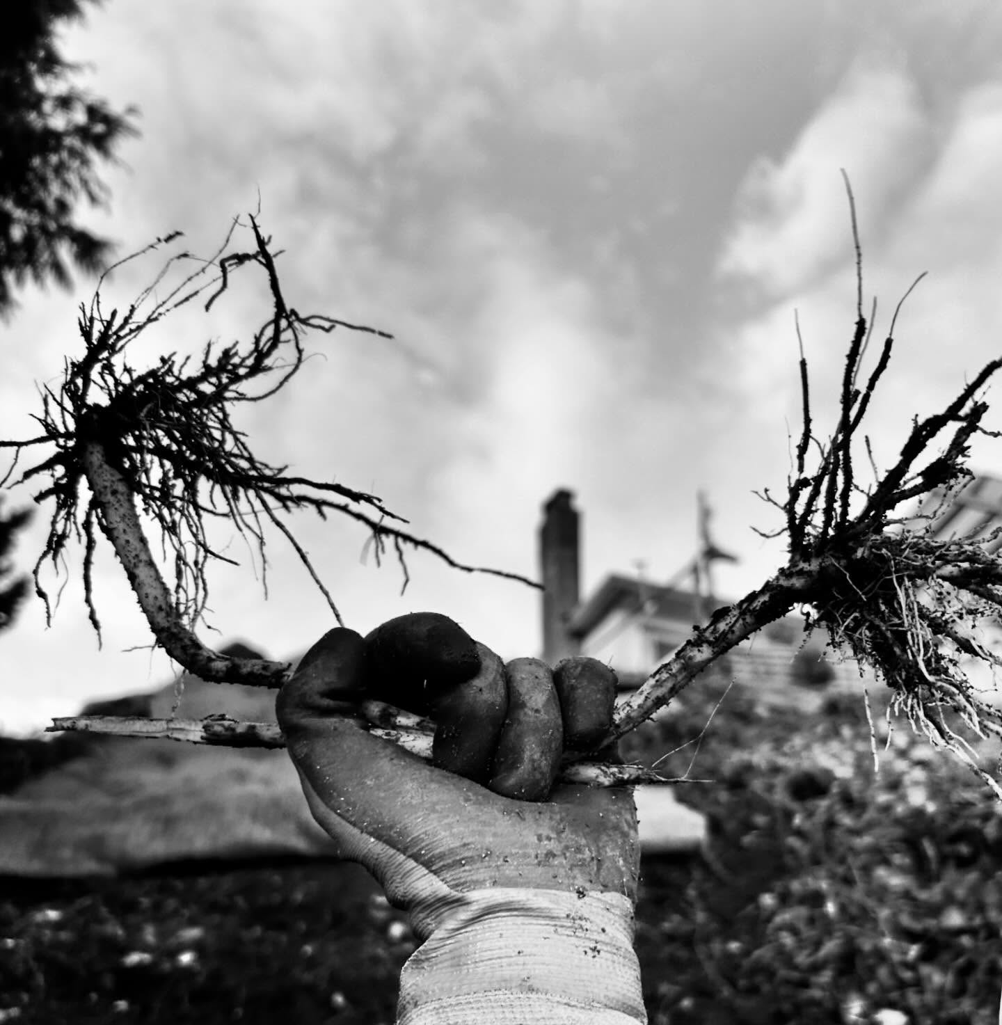 Before the restoration comes the destruction. #invasivespecies #restoration #nativeplants #himalayanblackberry