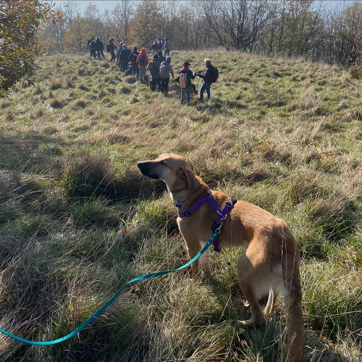 🐾 Social Wild Walking – un’esperienza che unisce! 🌿
Ieri abbiamo vissuto un bellissimo e fatico percorso, intenso e impegnativo, che ha unito ancora di più le famiglie con i loro cani. ❤️
Tra sentieri, natura e condivisione, abbiamo svolto attività di socializzazione al guinzaglio e sviluppato nuove competenze, grazie a luoghi naturali e spazi pensati per favorire equilibrio e relazione.
Ogni passo è stato un’occasione per crescere insieme, ascoltare, capirsi e rafforzare il legame che ci unisce ai nostri compagni di vita e nonostante la fatica tutti eravamo felici di aver passato tempo di qualità e quantità insieme ✨
Le social wild walking ritornano il prossimo anno!
📍Scopri di più su 👉 canefelice.it/socialwildwalking
#socialwildwalking #canefelice #connessione #relazione #crescitainsieme #dogtraining #thinkdog #canifelici #educazionecognitivozooantropologica #camminareinnatura