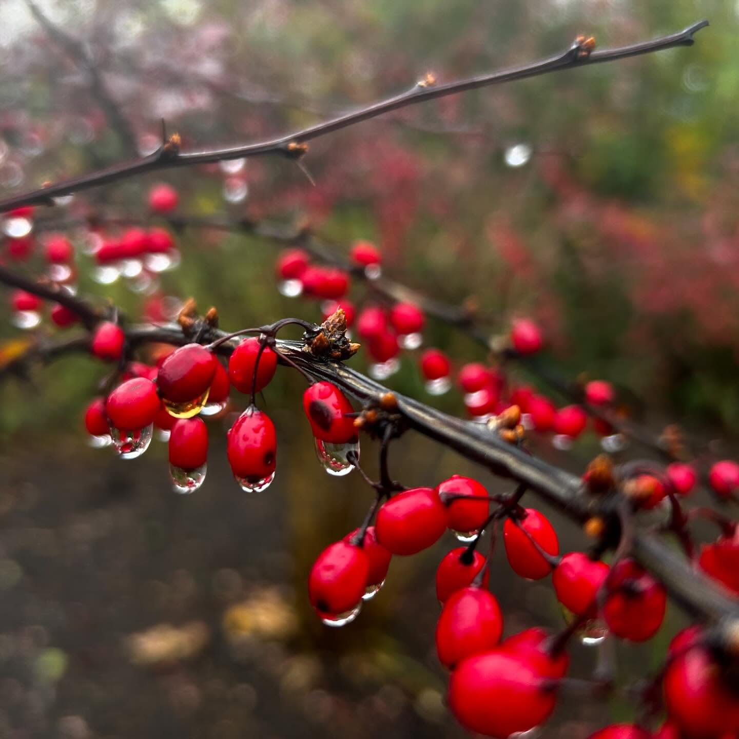 I hate Berberis, but not today.