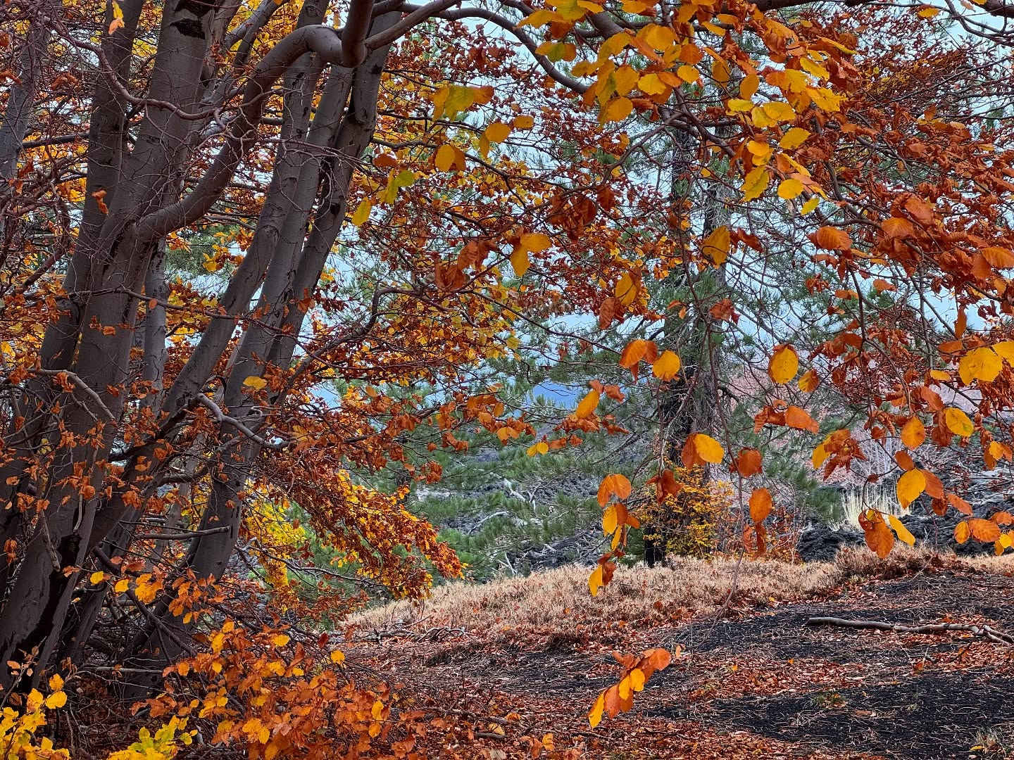 #Etna Trekking Plus • What a day! 🍁🍂 di difficile ed attenta pianificazione meteo ma il risultato è stata una grande giornata a media quota con un bellissimo gruppo in visita dalla Calabria e la gradita collaborazione del buon Roberto @robertosaittahiking 🌋🥾 #sicily #volcanoes #sicilia #turismodiqualità #guidevulcanologichesicilia
👉 Info/Prenota
🌍 https://www.etnative.com/etna-trekking
☎️ +393780861560
Ⓜ️ etnativo@yahoo.it