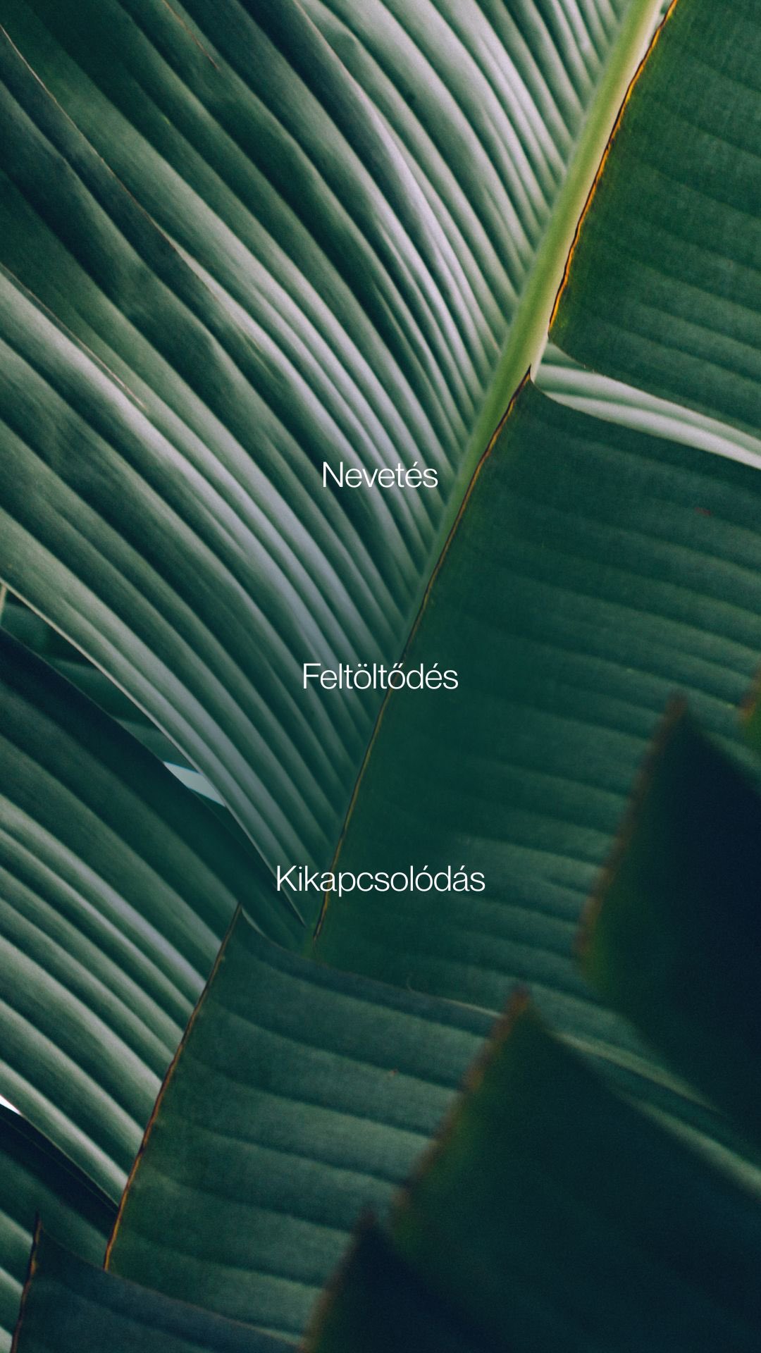 Nyugi. Mindenki kezdte valahol. A bal–jobb oldalak keverése pedig még a legjobbakkal is előfordul néha.
A jóga nem a tökéletességről szól, hanem a gyakorlásról. 💚
Ha szeretnél biztonságban gyakorolni és fejlődni, gyere el személyes órára, szerdánként a White Lotus Yoga Studióba - itt minden kérdésednek helye van.
Vagy ha inkább elkerülnéd a videóban látottakat, és az otthonod biztonságából próbálnád ki az első órádat, csatlakozz a Yoga&Wellness Clubhoz, és gyakorolj otthon, saját tempóban.