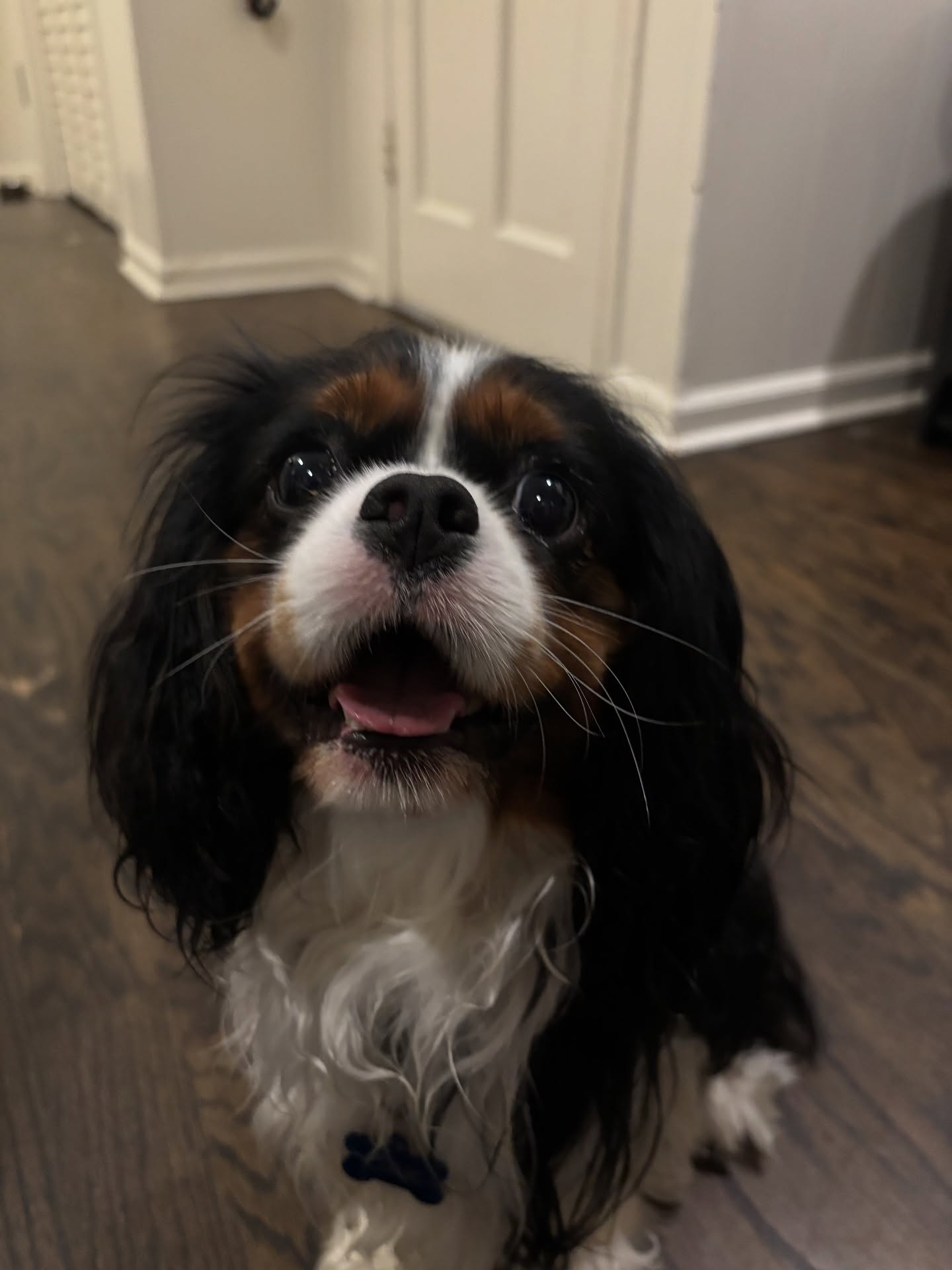 Oaks and his beautiful sissy 🐾
Private session fun with these adorable Cavalier Spaniels!
#dogsofsavannah #cavalierspaniel #dogtraining #cutiepatootie