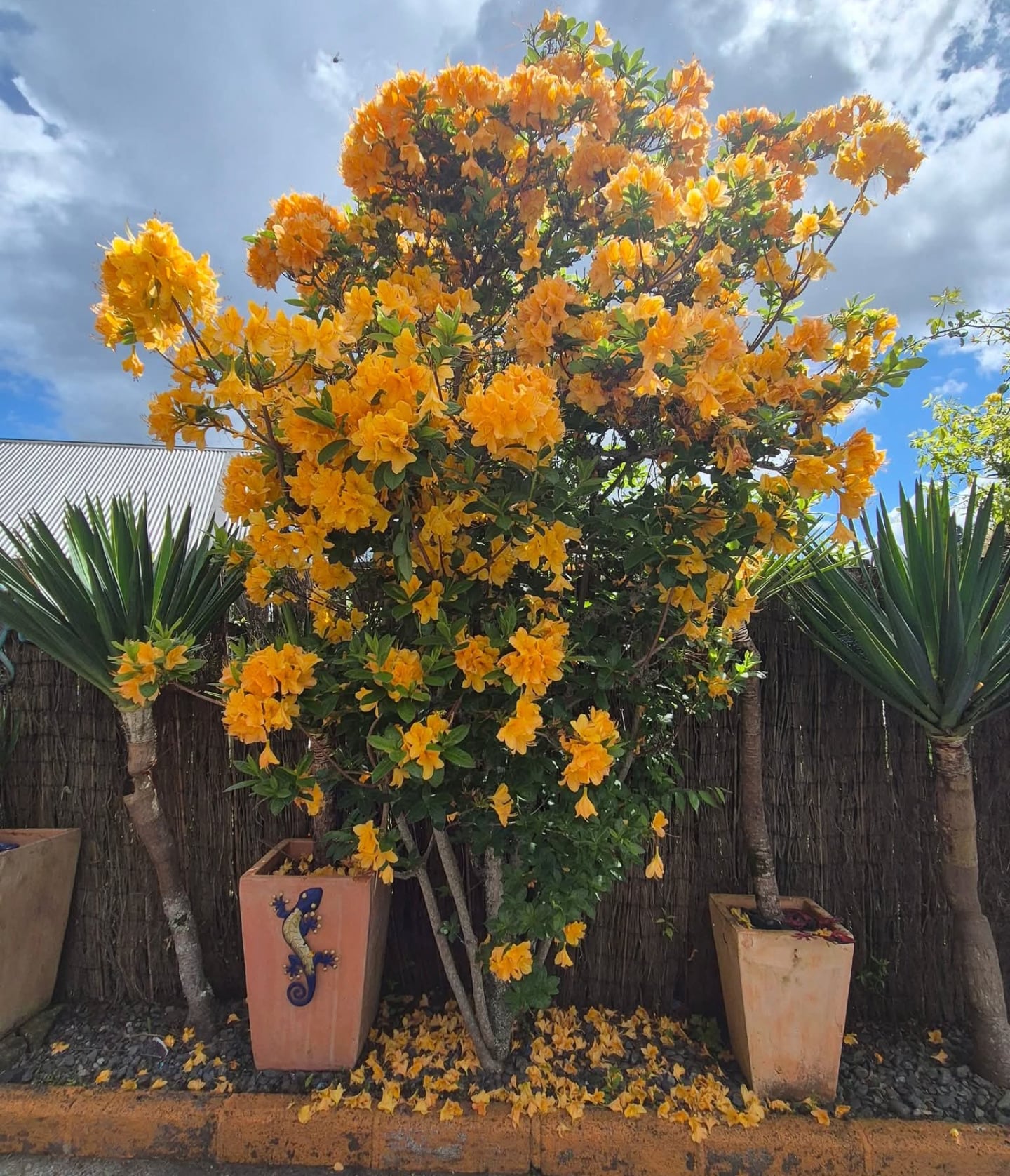 Rotorua Festival of Gardens November 14th 15th and 16th
Tickets available now from Palmers Rotorua