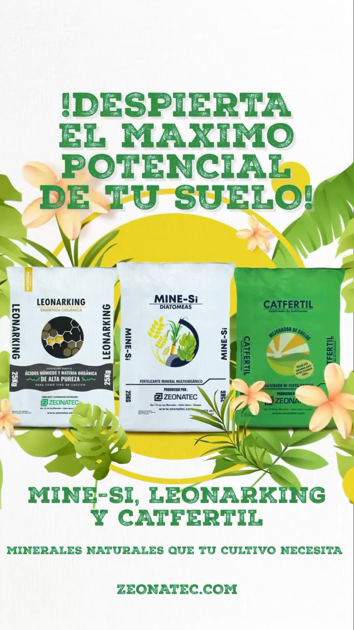 🌱 ¿Sabías que un suelo equilibrado puede transformar tu cosecha?
En Zeonatec desarrollamos soluciones minerales naturales que devuelven la vida al suelo y fortalecen tus cultivos desde la raíz:
🟤 Leonarking: Ácidos húmicos y materia orgánica de alta pureza, que mejoran la estructura del suelo y activan la absorción de nutrientes.
⚪ Mine-Si: Diatomeas con alto contenido de sílice y calcio, que fortalecen las paredes celulares de la planta y ayudan a prevenir enfermedades.
🟢 Catfertil: Recuperador de suelos y potenciador de fertilizantes, ideal para mantener la productividad y reducir el uso de químicos.
💪 Minerales orgánicos, resultados reales.
#Zeonatec #AgriculturaSostenible #FertilizantesNaturales #Leonarking #MineSi #Catfertil #zeolita #silicatodecalcio #diatomea #cultivo