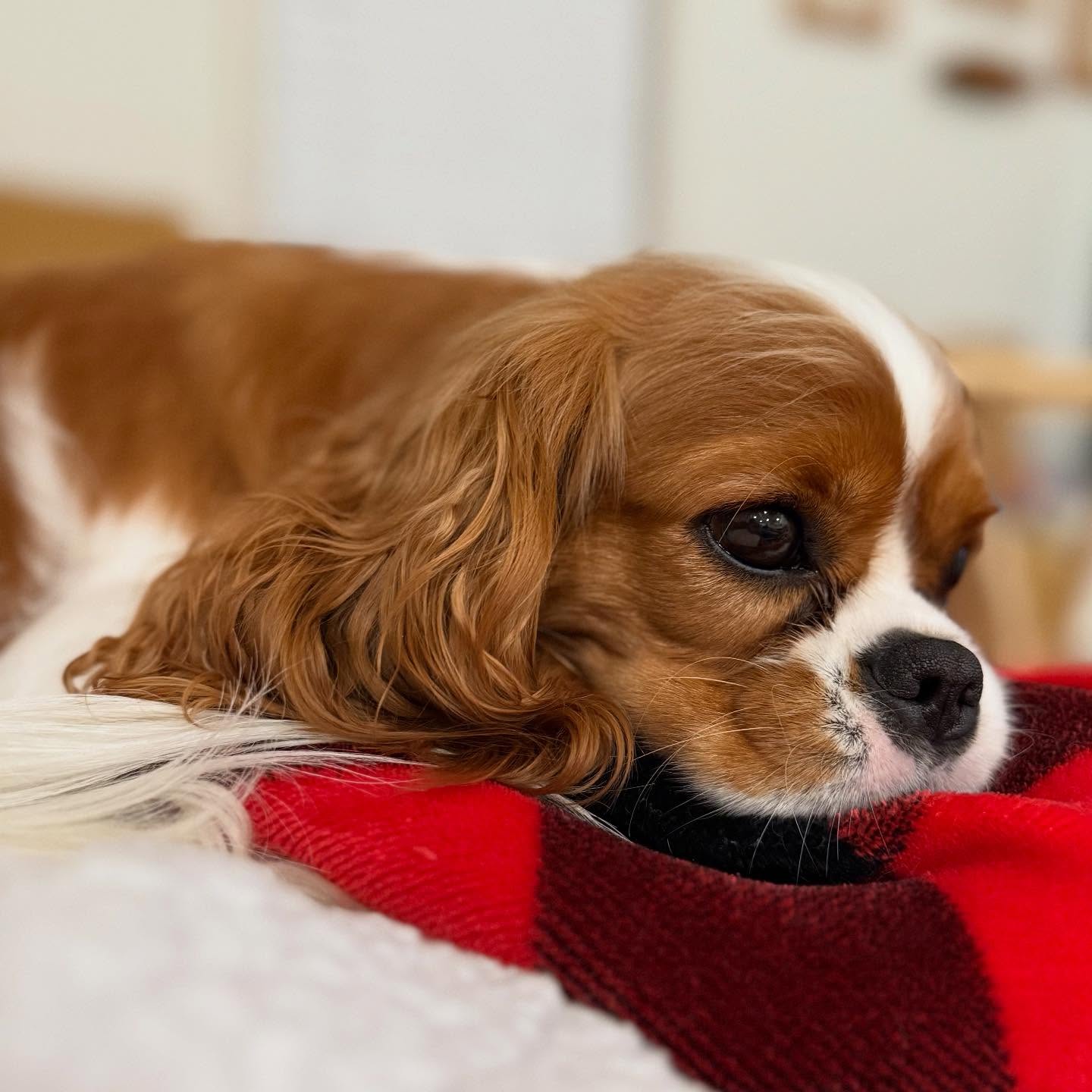 It has been so cold in Atlanta lately! We even saw snow flurries the other day! There has been a lot of snuggling to stay warm though 🥰
#CavalierKingCharlesSpaniel
#BahillCavaliers
#FamilyDog
#WholesomePets
#DogMomLife
#CavalierCommunity
#SpanielOfInstagram
#DogsAreFamily
#CavalierLove
#CuteDogVideo
#InstaPuppy
#PetLoversClub
#DogsofInstagram
#FluffyDogClub
#DogDailyFeature
#DogPhotography
#GeorgiaDogs
#AtlantaPets
#CavalierCorner
#PuppyLove
#DogContentCreator
#DogLife
#PuppyGram
#CavalierKingCharles
#DogReels
#SnugAsABug
#ForeverHome
#DogMomDiaries
#PuppyEyes
#CavalierMagic