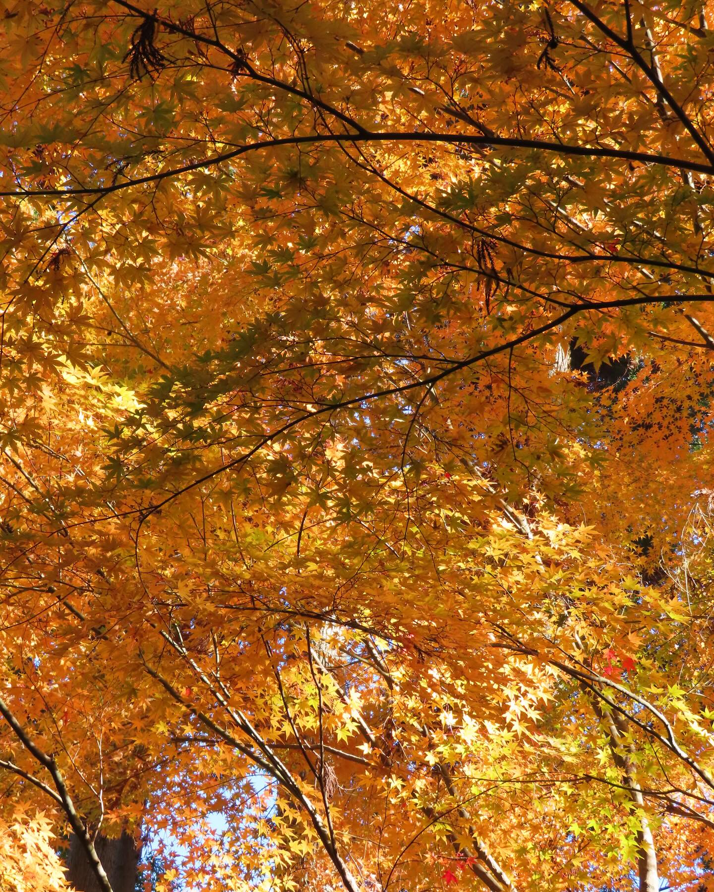 Spectacular colours in Entsu-in Temple Japanese Garden (Matsushima) #momijigari