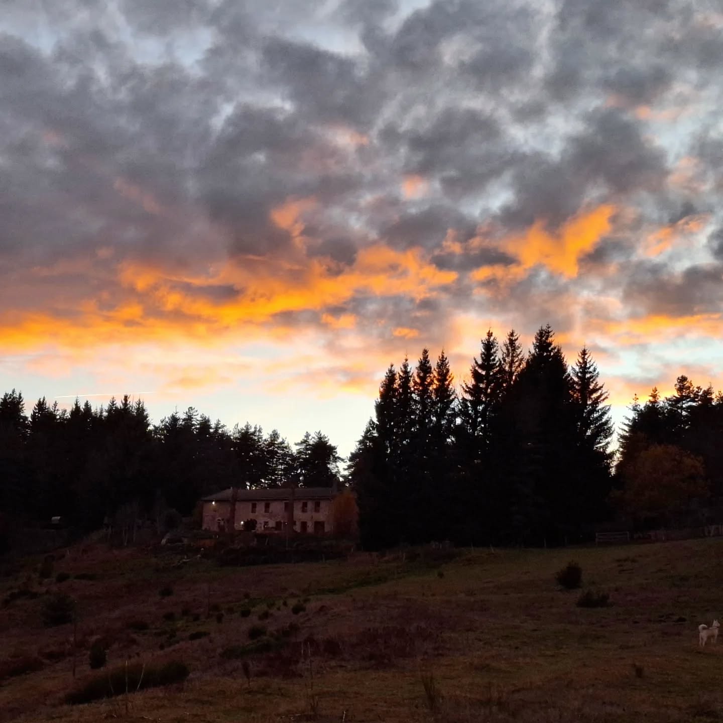 Balade au coucher du soleil avec les pattes biens boueuses 🍂🐾
#autumn #sunset #nature #lights #red #orange #dog #husky #fall #lanarce #france #ardeche #MontageArdéchoise #auclairdelasource #coucheedesoleil #automne