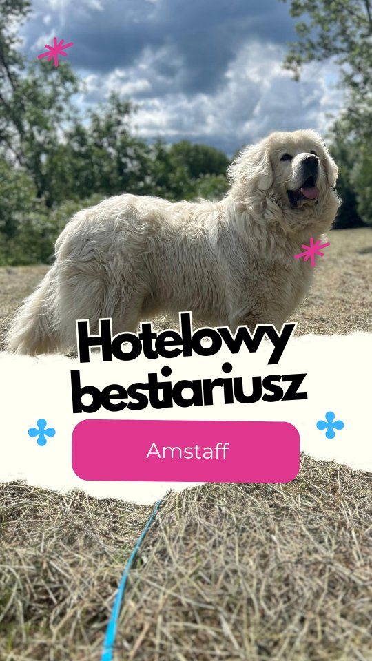 Owczarek podhalański – biały, duży i z charakterem
Z zewnątrz – biały miś. W środku – pies, który ma swoje zdanie i nie zawaha się go okazać. Owczarek podhalański to rasa hodowana do stróżowania. Ma być niezależny, odważny i gotowy do działania.
To nie jest pies, który ufa każdemu. Do obcych zwykle podchodzi z dystansem, a czasem wręcz z niechęcią. Jest terytorialny i dobrze pamięta, kto należy do jego grupy, a kto nie.
W hotelu często zachowuje się jak „cichy szef”. Nie wchodzi w interakcje bez potrzeby, ale bacznie obserwuje otoczenie. Bywa dominujący, nie zawsze toleruje inne psy, szczególnie te, które próbują wejść mu na głowę.
Jeśli coś mu się nie podoba,to potrafi to bardzo wyraźnie pokazać. W rękach osoby bez doświadczenia to nie jest łatwy pies. Nie boi się konfrontacji, ma mocny charakter i trzeba umieć z nim rozmawiać jasno, spokojnie i konsekwentnie.
No i sierść. Dużo, gęsto, wszędzie. Linieje intensywnie, a jego biały podszerstek potrafi pojawić się nawet w miejscach, do których pies nie ma wstępu. Regularne szczotkowanie to absolutna konieczność.
To nie jest pies dla osób, które chcą „łatwego” towarzysza. Ale przy odpowiednim prowadzeniu może być świetnym, lojalnym partnerem.
Macie w domu podhalana? Dajcie znać, jak się z nim żyje. Z przyjemnością poznamy Wasze doświadczenia.
#owczarekpodhalański #bialypies #piesstróżujący #pieszzasadami #merdumerdu #psywhotelu #pieskiecharaktery #hoteldlapsowwarszawa #hoteldlapsownowydwormazowiecki