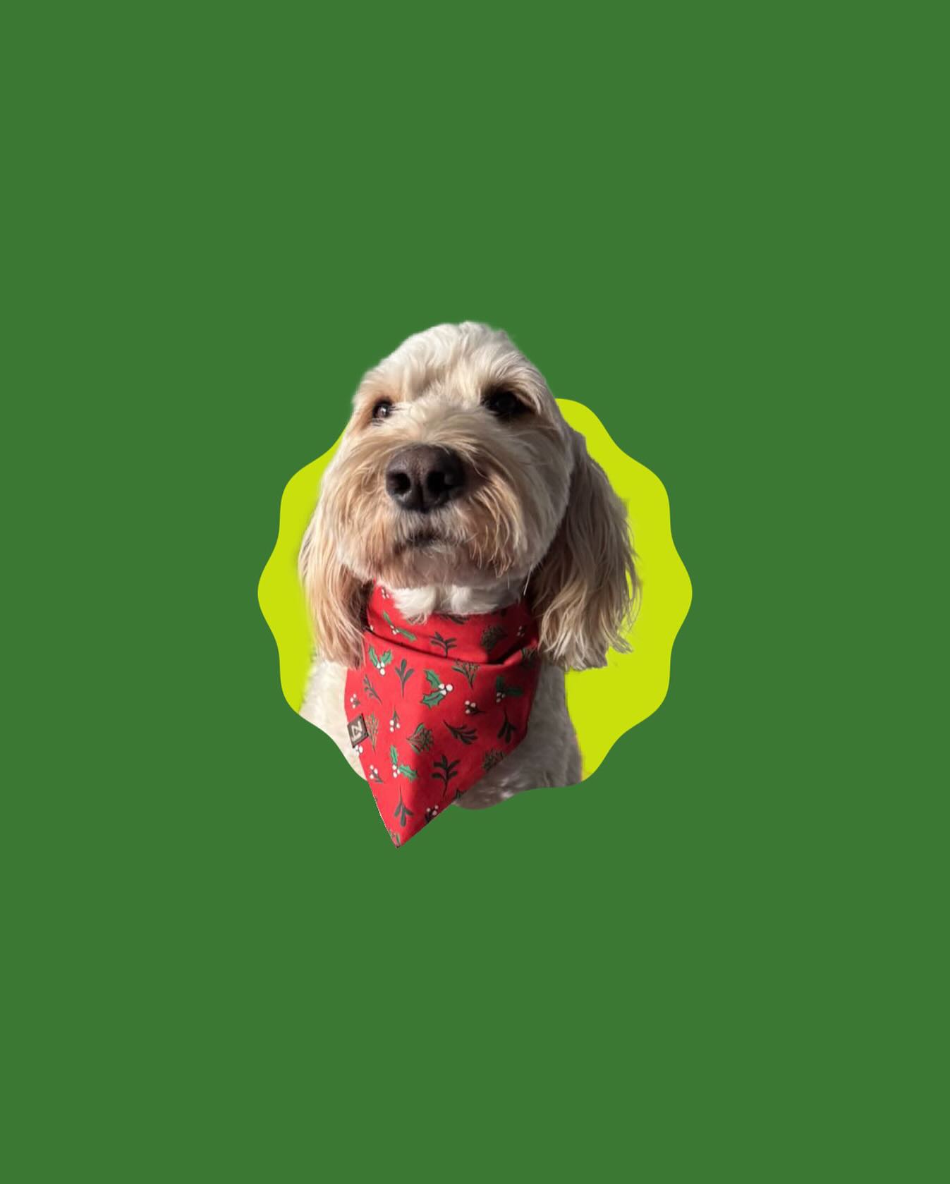 Is anyone else’s Christmas tree up 👀🎄