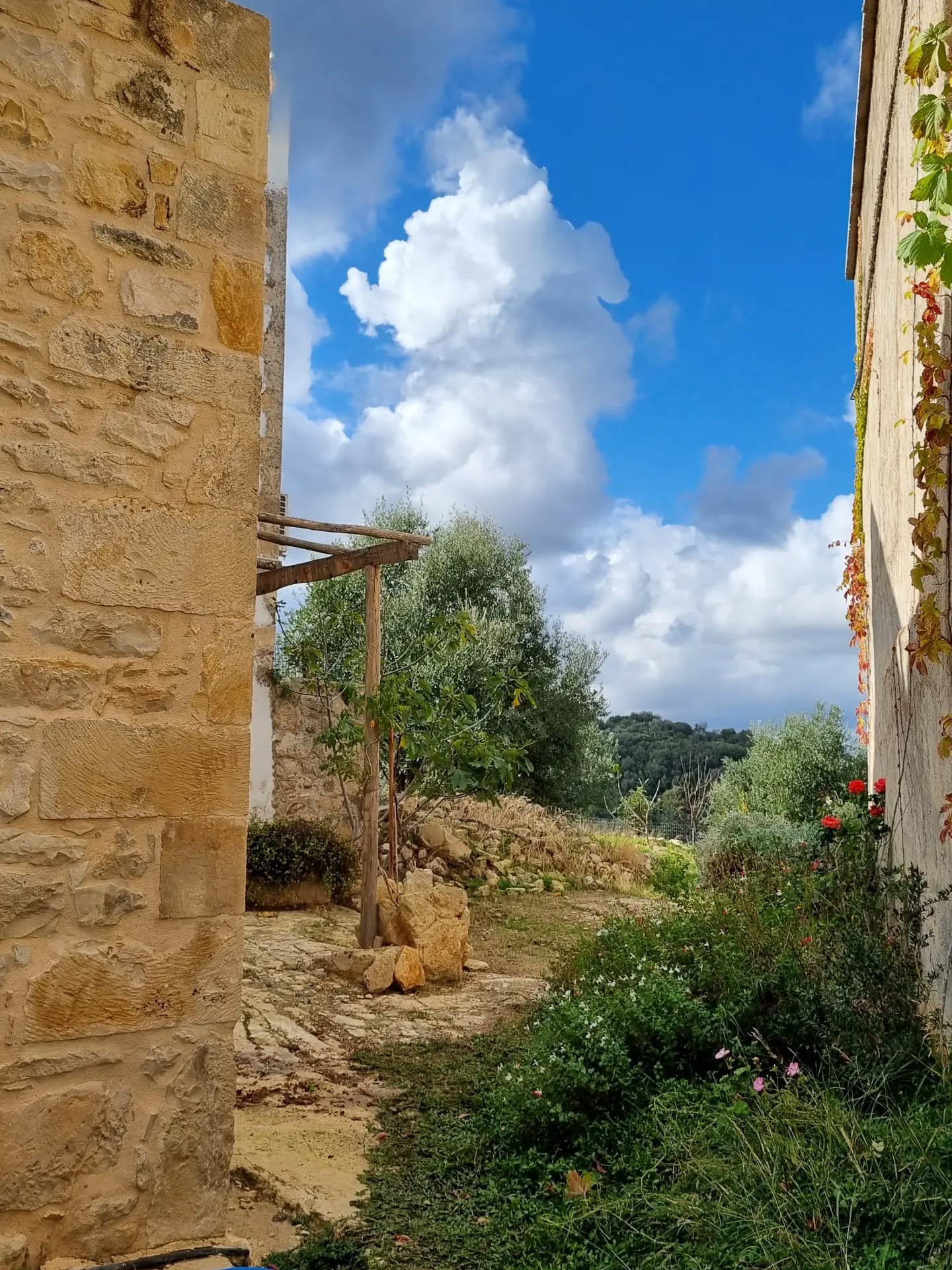 View of the backyard