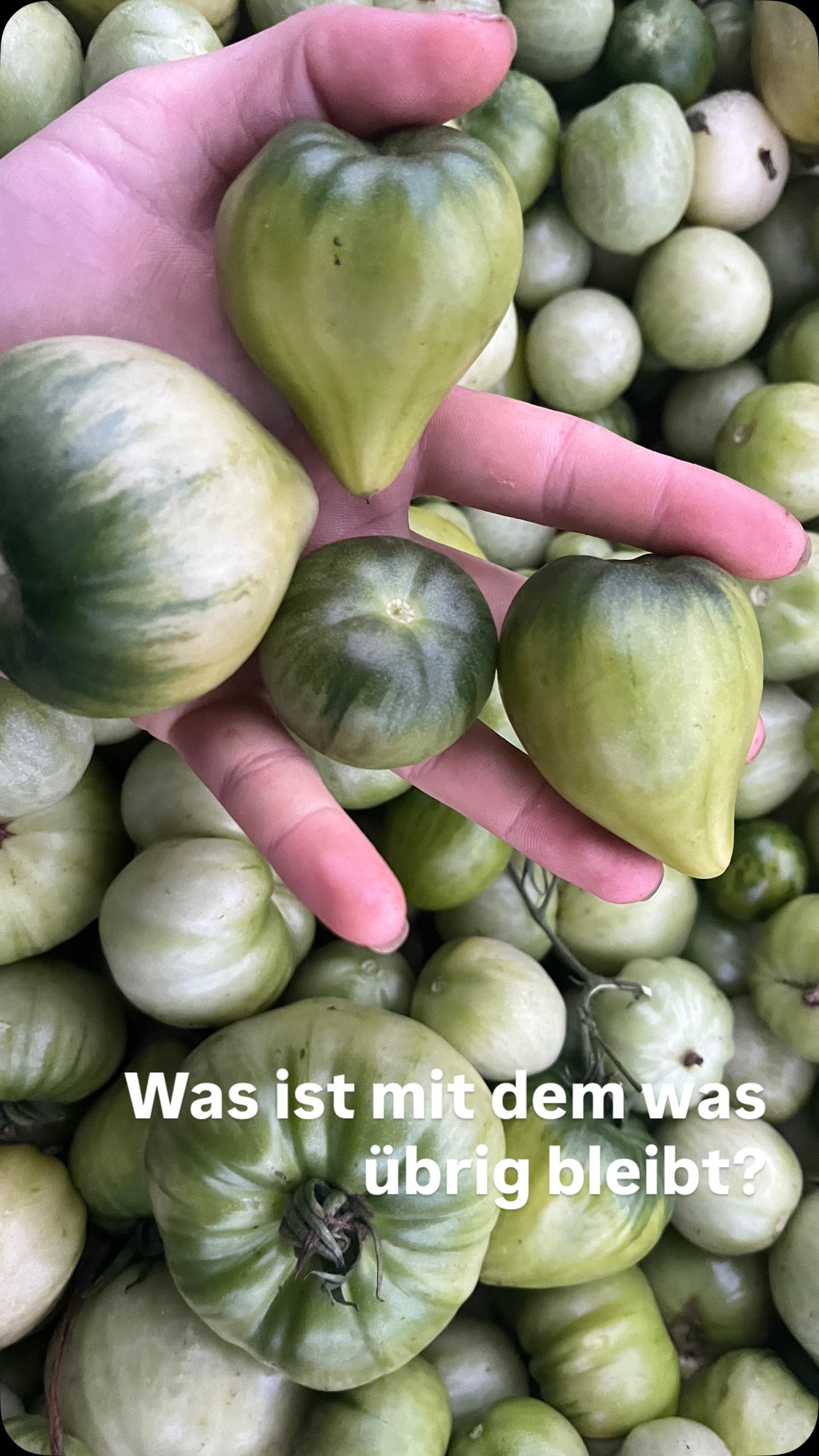 Und da sind wir wieder bei den Ressourcen 🥳
Bei uns wird soooo viel weggeworfen und ich muss jedes Mal fast heulen wenn es Dinge sind in die ich vorab so viel Arbeit reingesteckt habe.
So auch bei den Tomaten, dabei lassen sich grüne Tomaten so vielfältig verarbeiten. Sucht euch Rezepte und lasst diesen lecker Snack nicht verkommen.
Also würde es den Riesen Unterschied machen ob ich im Winter dann Essiggurken oder Essigtomaten auf mein Brot packe.
Sucht einfach mal Rezepte und ihr werdet erstaunt sein was alles geht ….
#permakultur #ressourcen #ressourcenstärken #grünetomaten #grünetomatenchutney #grünetomatenmarmelade #grünetomateneinmachen #vielfalt #fermente #fermentieren #einmachen #einlegen #einkochen #diy #lebensmittel #lebensmittelverschwendung #lebensmittelverschwendungstoppen #nachhaltig #regional #passau #landkreispassau #farmlife #bio #gesund #esistsoeinfach #ernährung #vielfaltimwinter #essen #lecker #wtf