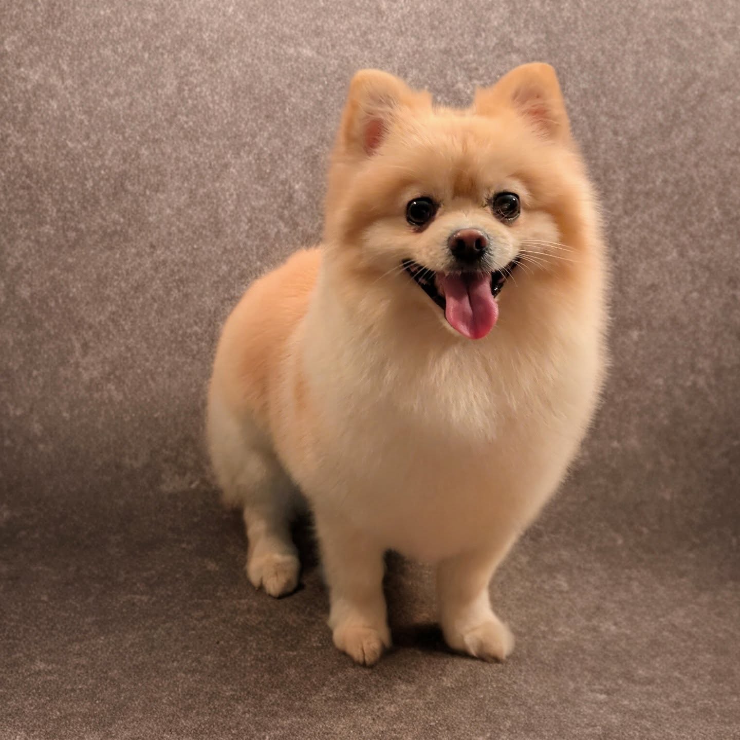 Rocky 🚀
#pomeranian #hundefriseurstuttgart #minispitz