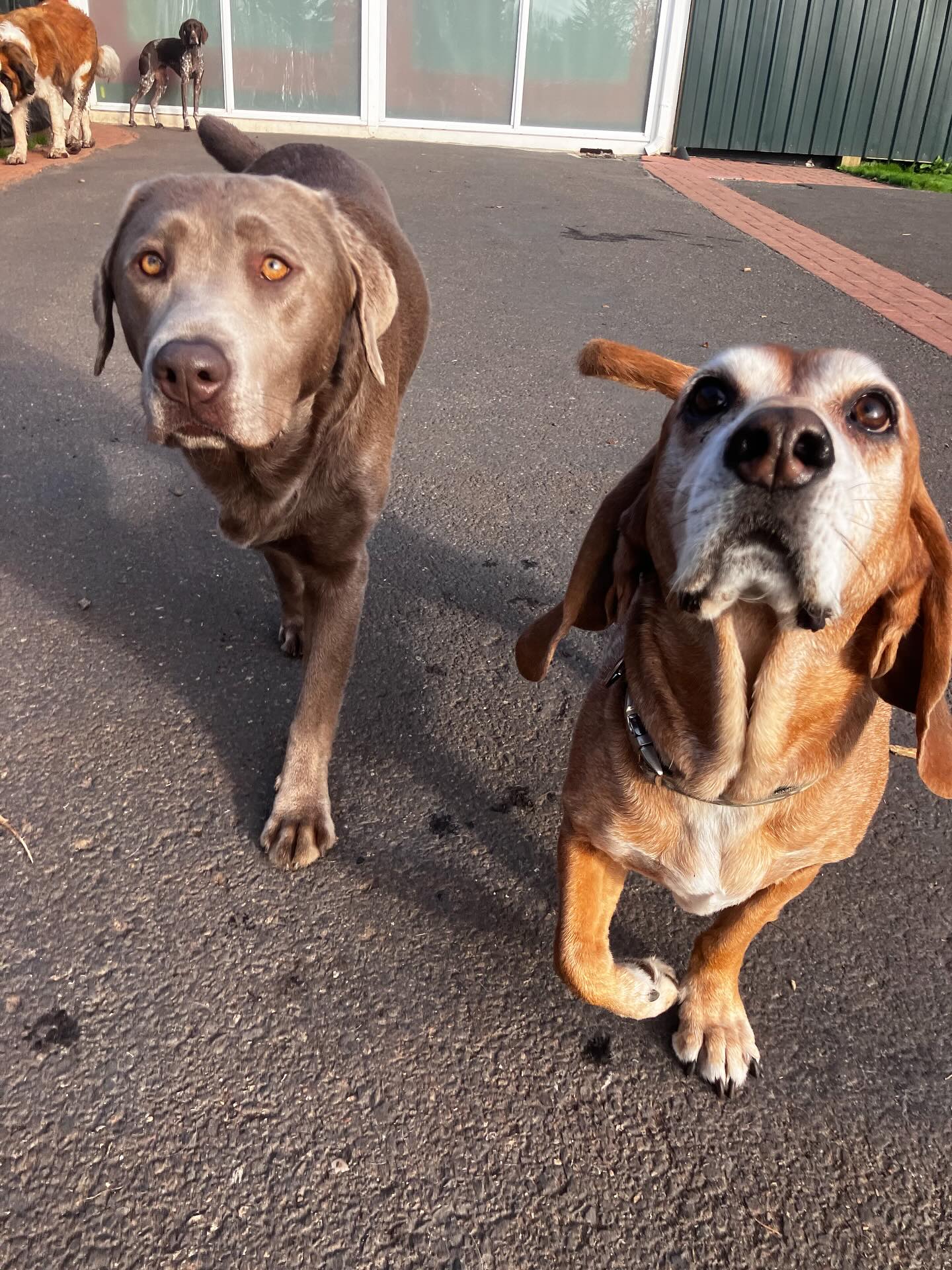 These dogs love to run!! 💨