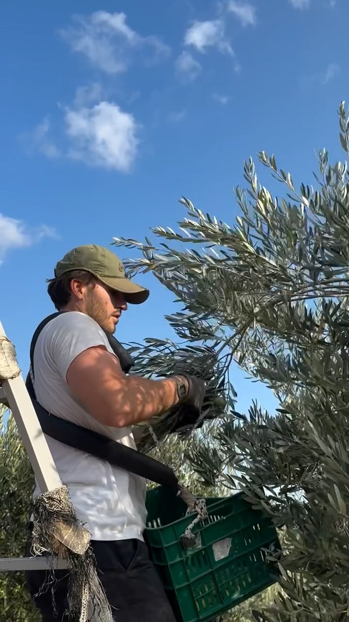 Alopix Extra Virgin Olive Oil 2025 Early Harvest
#extravirginoliveoil #oliveoil #olives #healthyfood #greekproducts #healthy #greece #greekoliveoil #smallbusiness #healthylifestyle #harvest