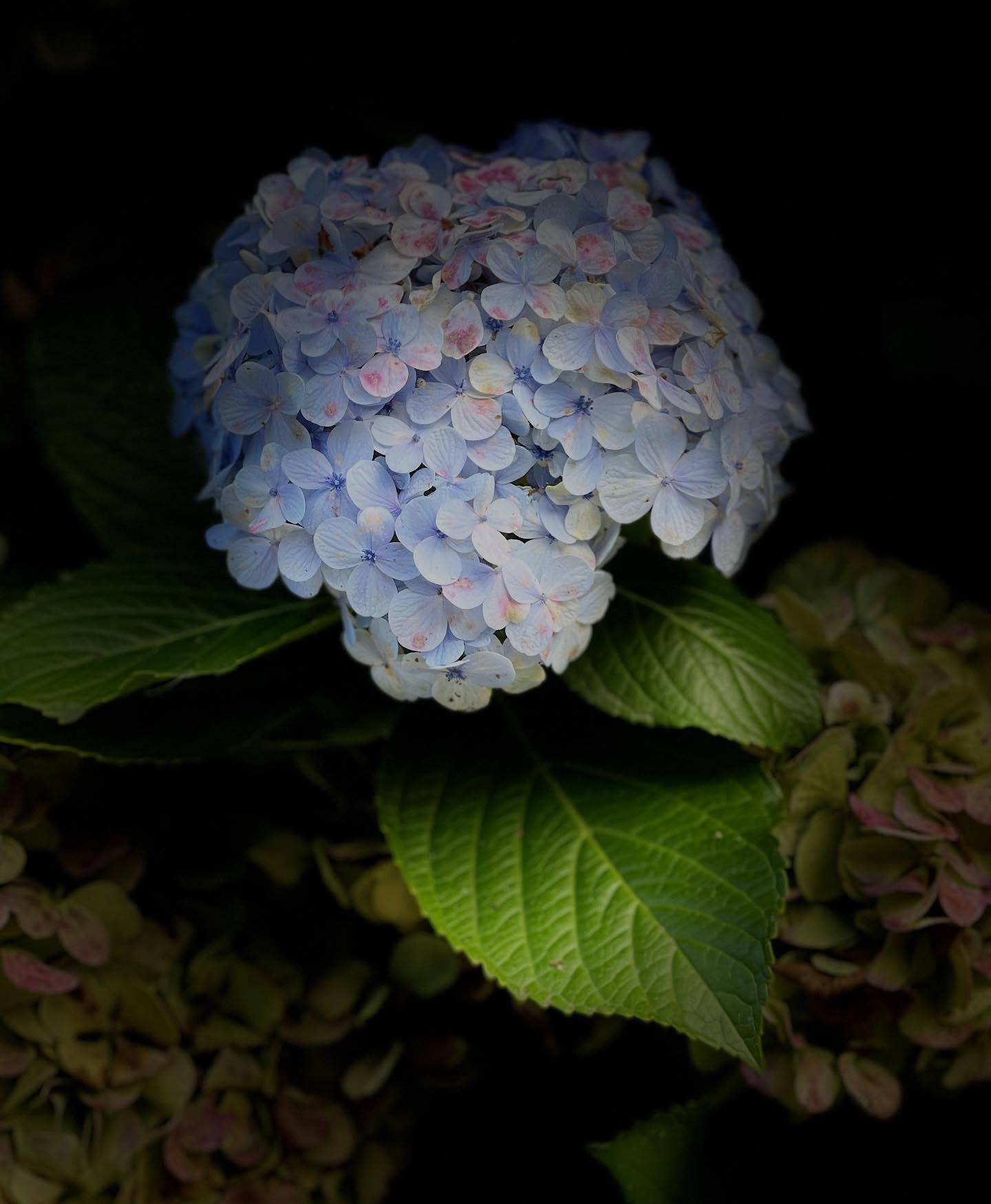 Hortensias des Açores
.
.
#au_coeur_du_voyage #sepvoyages #flower #fleurs #hortensias #açores #azores #naturephotography