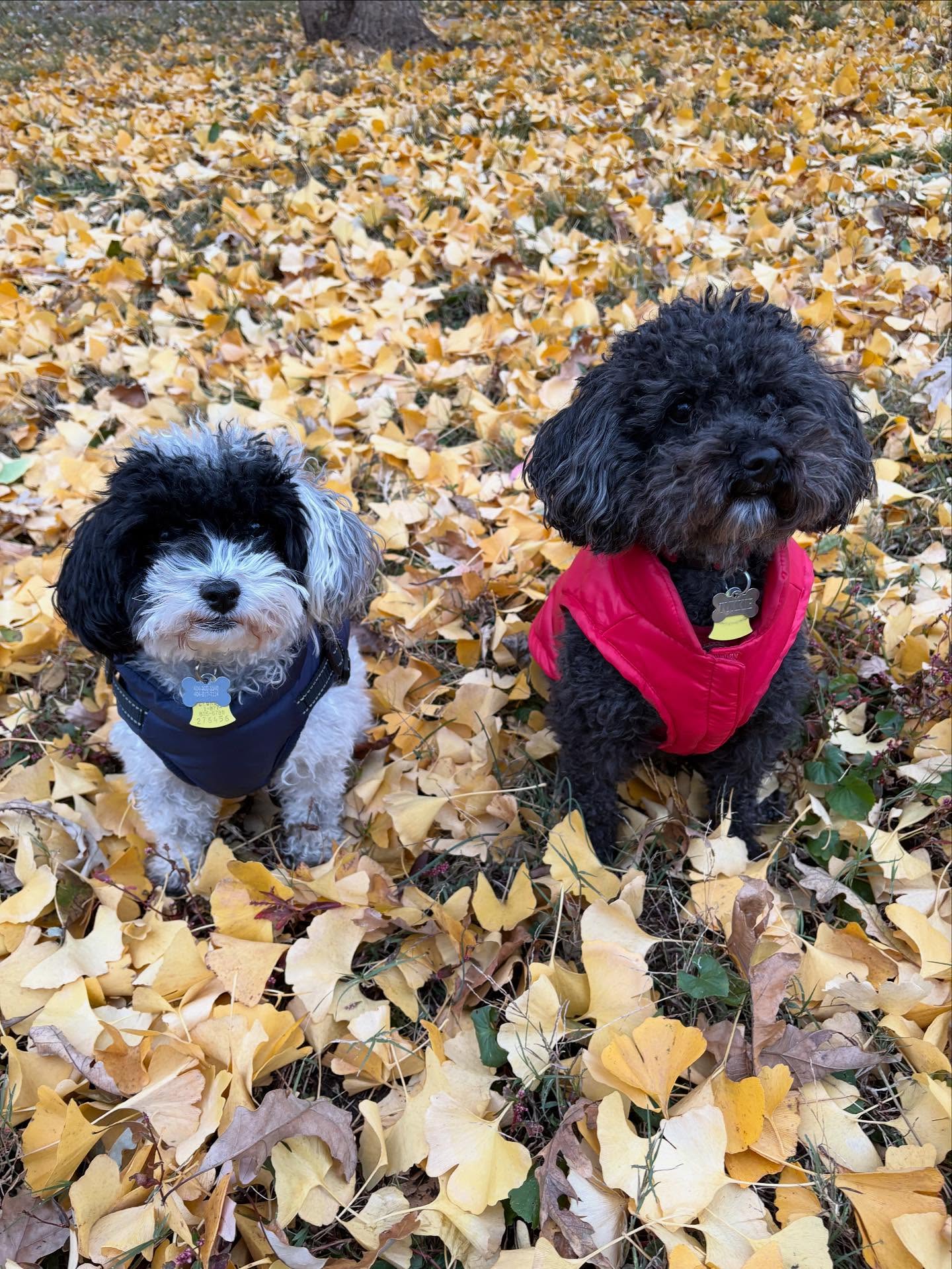 We had a big cold snap in Atlanta. So it was jacket time for these boys :-).