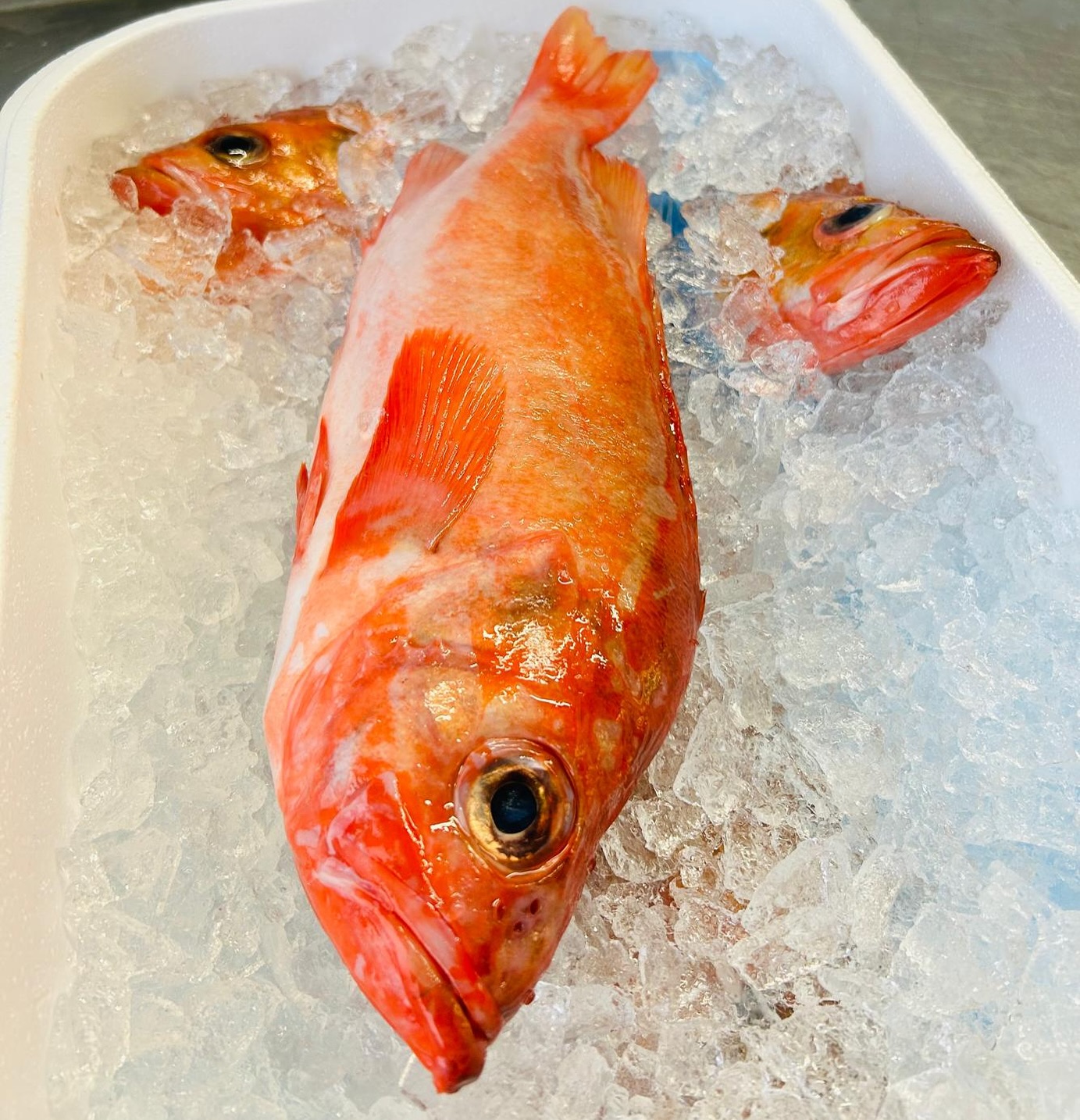These beauties are Icelandic Redfish 🇮🇸.
The quality and vibrancy is stunning and will be an impressive plate once you clever chefs have worked your magic.
Talk to your Account Manager to be on the list for specials and deals like this!
#fishmonger #chefslife #catchoftheday #blackboardspecials #seafoodlover